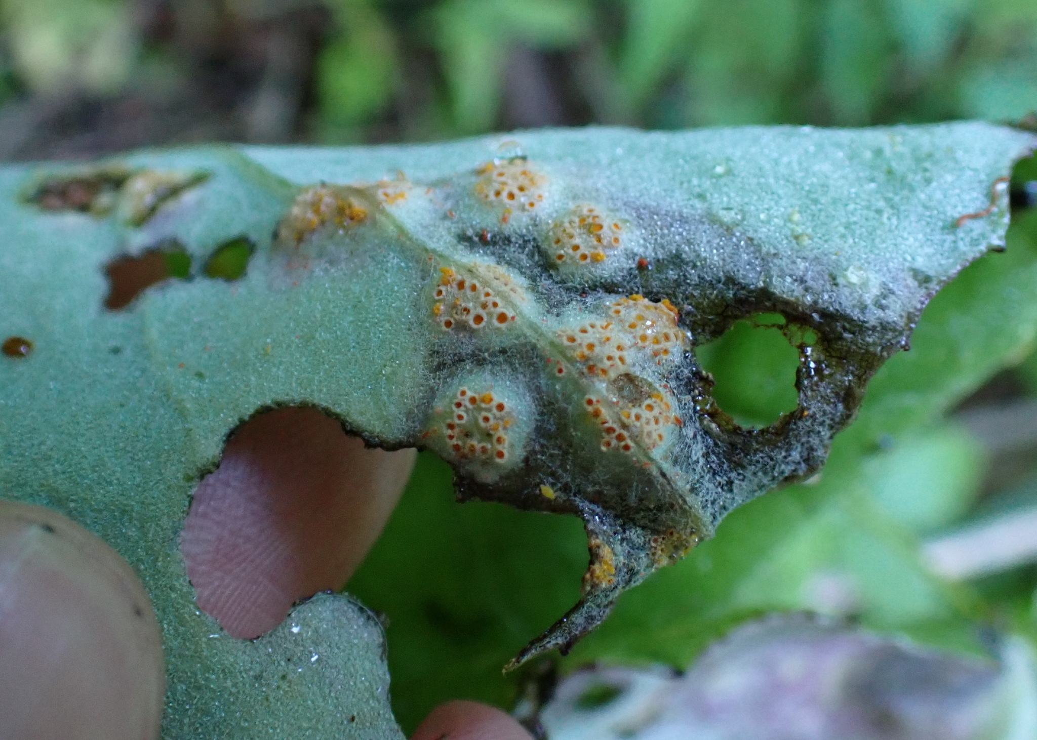 Puccinia poarum