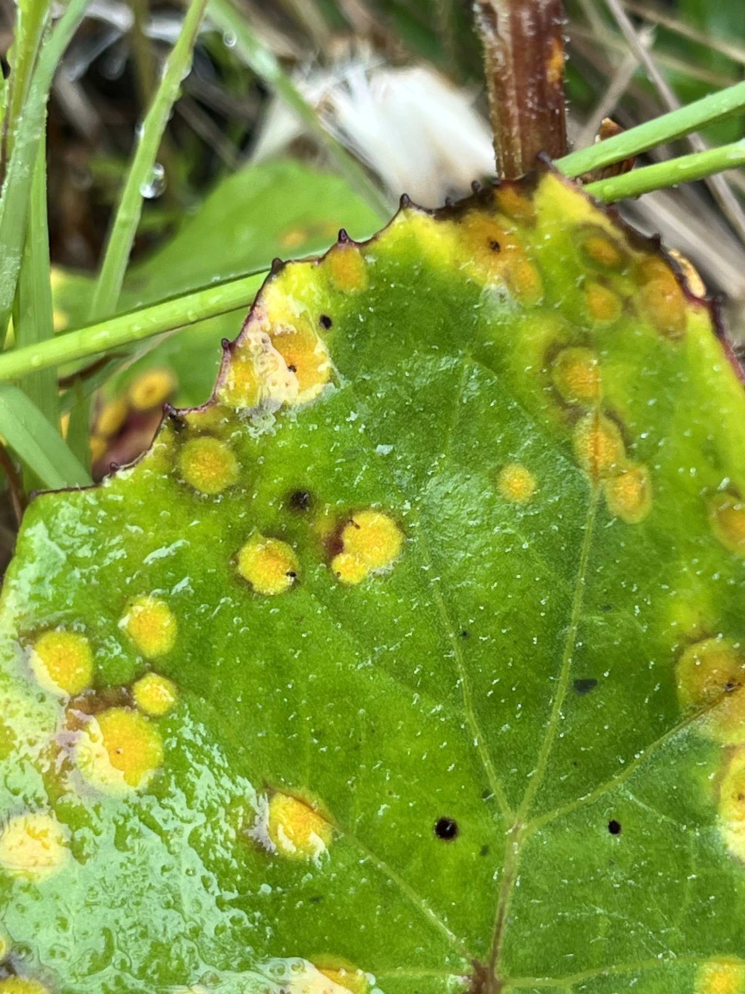 Puccinia poarum