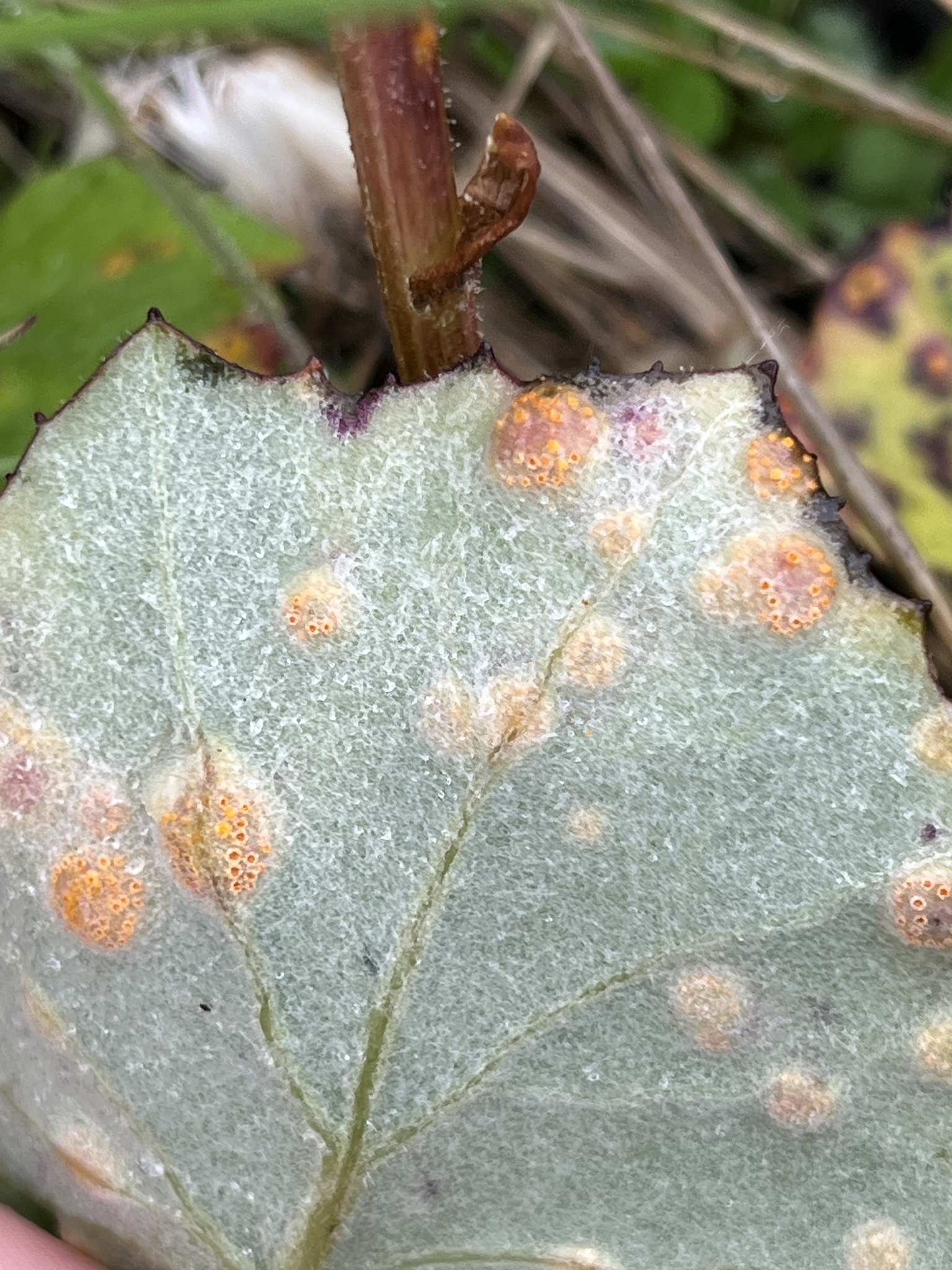 Puccinia poarum