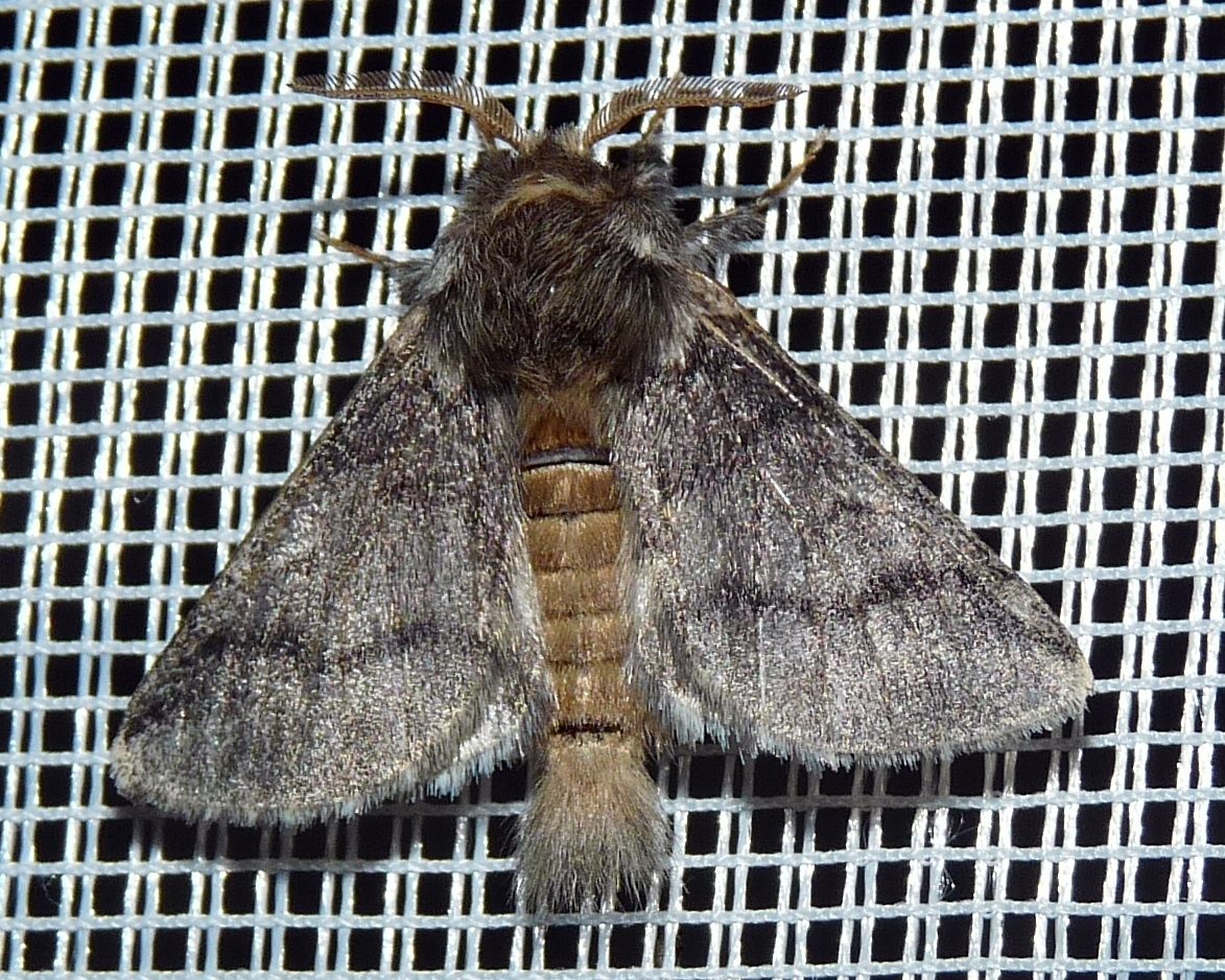 Thaumetopoea processionea