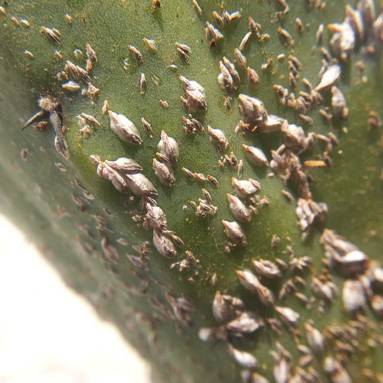 Opuntiaspis