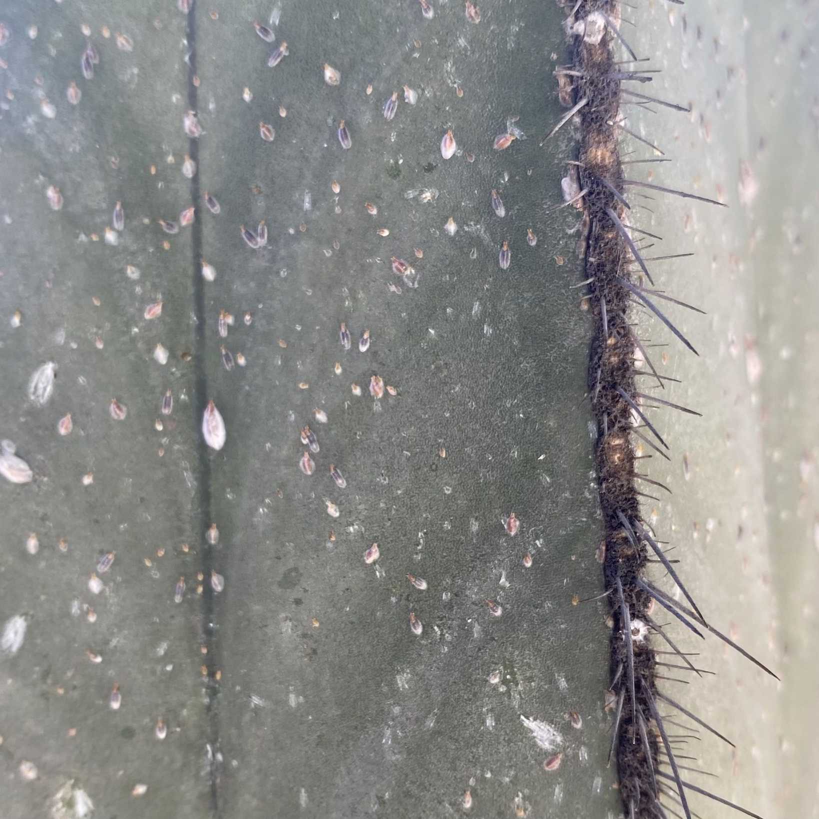 Opuntiaspis