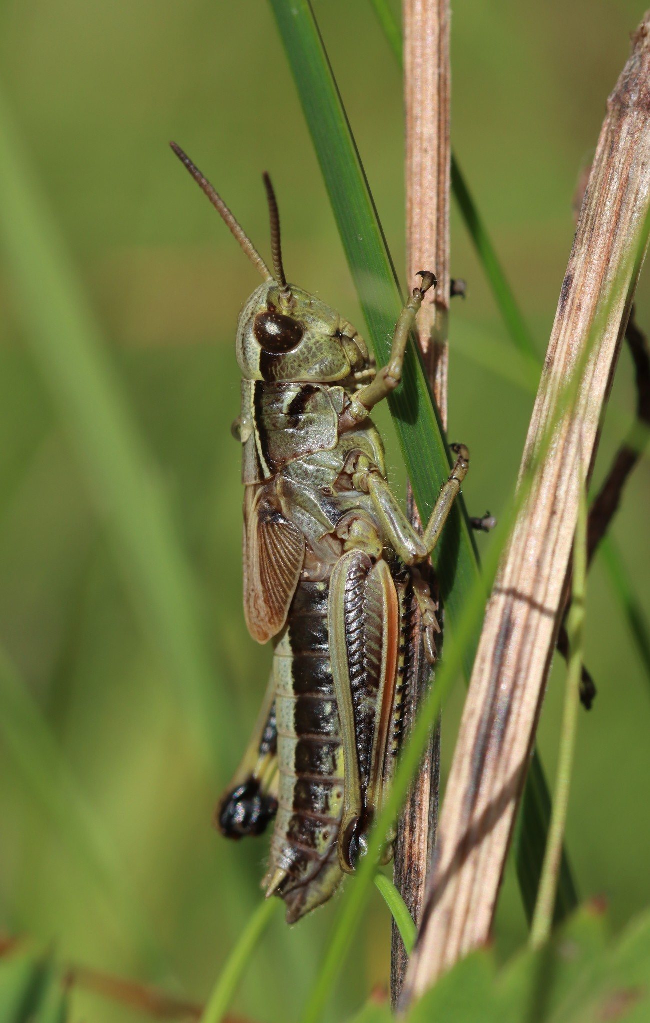 Stethophyma grossum
