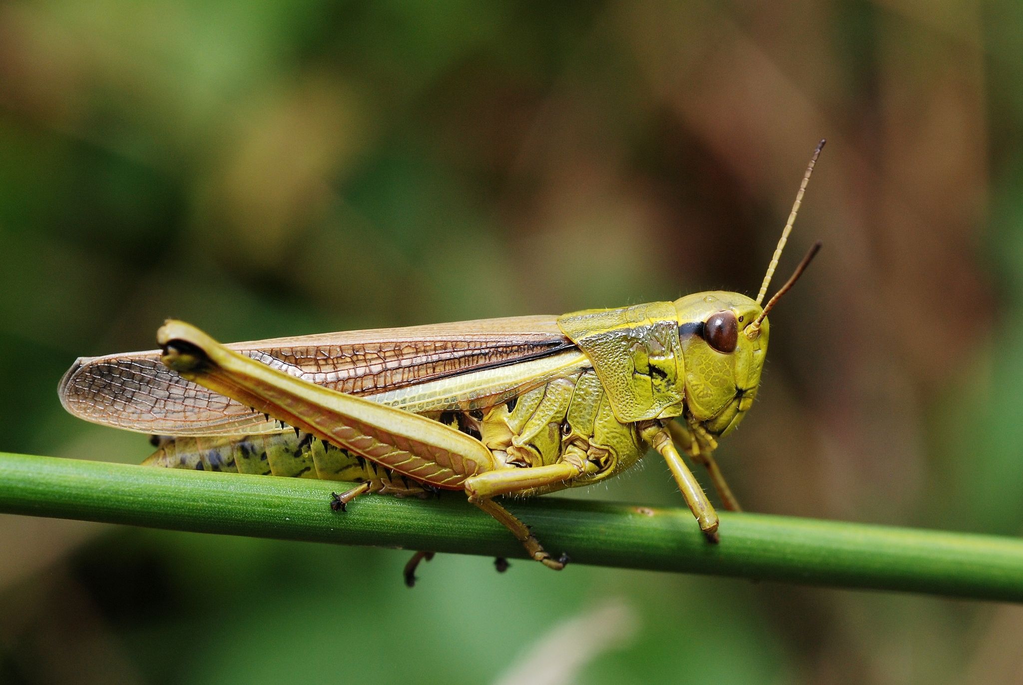 Stethophyma grossum