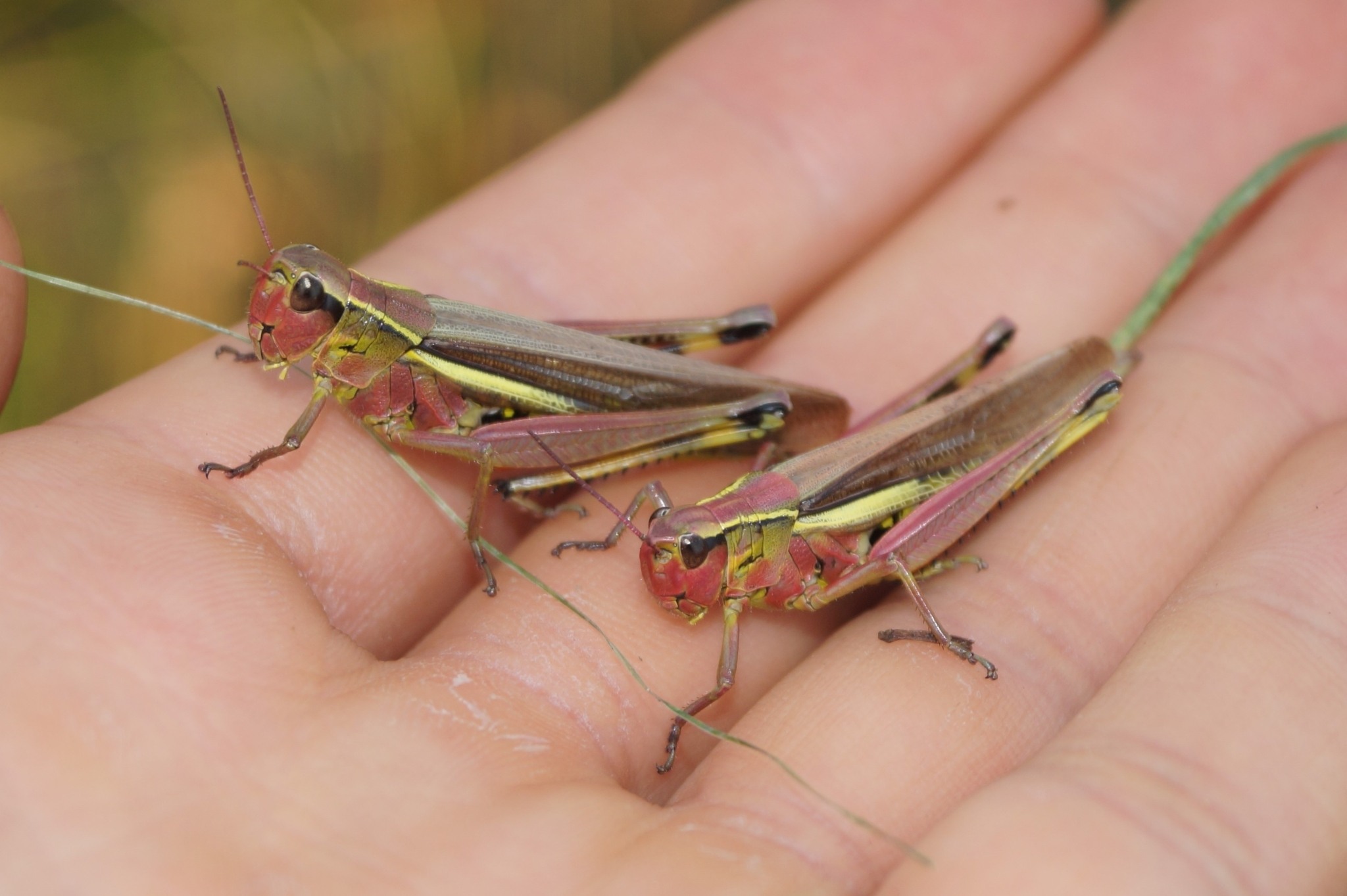 Stethophyma grossum