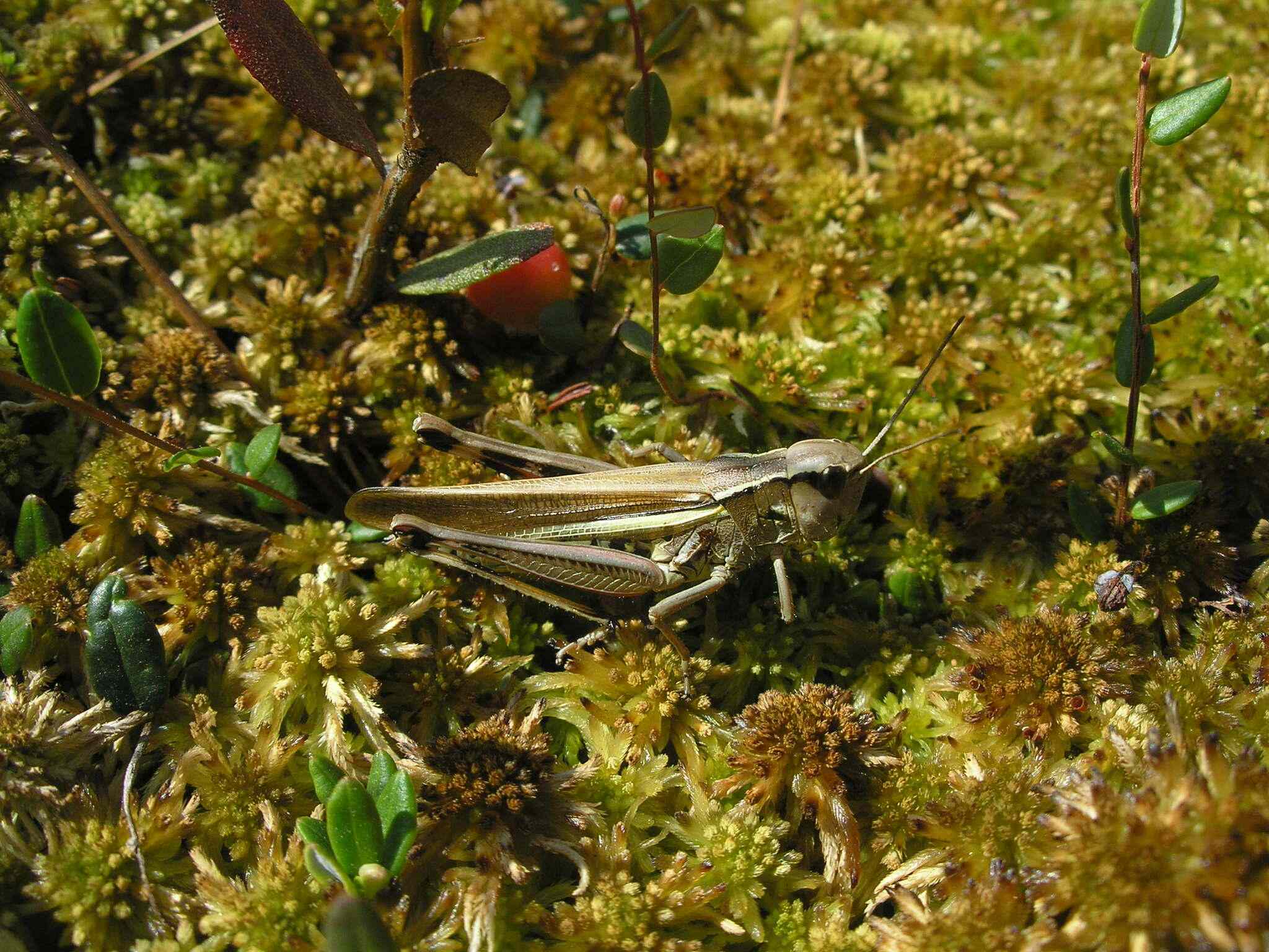 Stethophyma grossum
