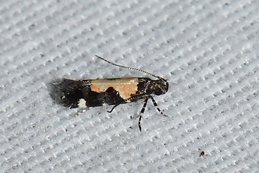 Stegasta bosqueella