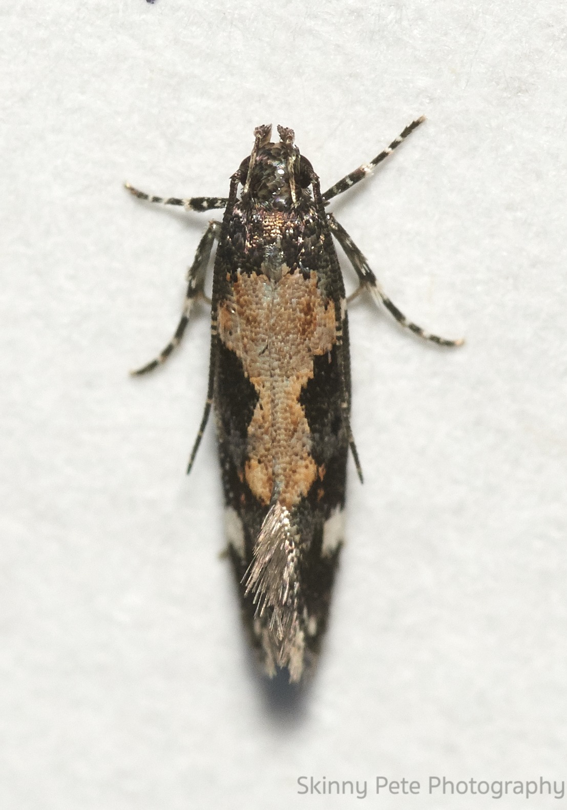 Stegasta bosqueella