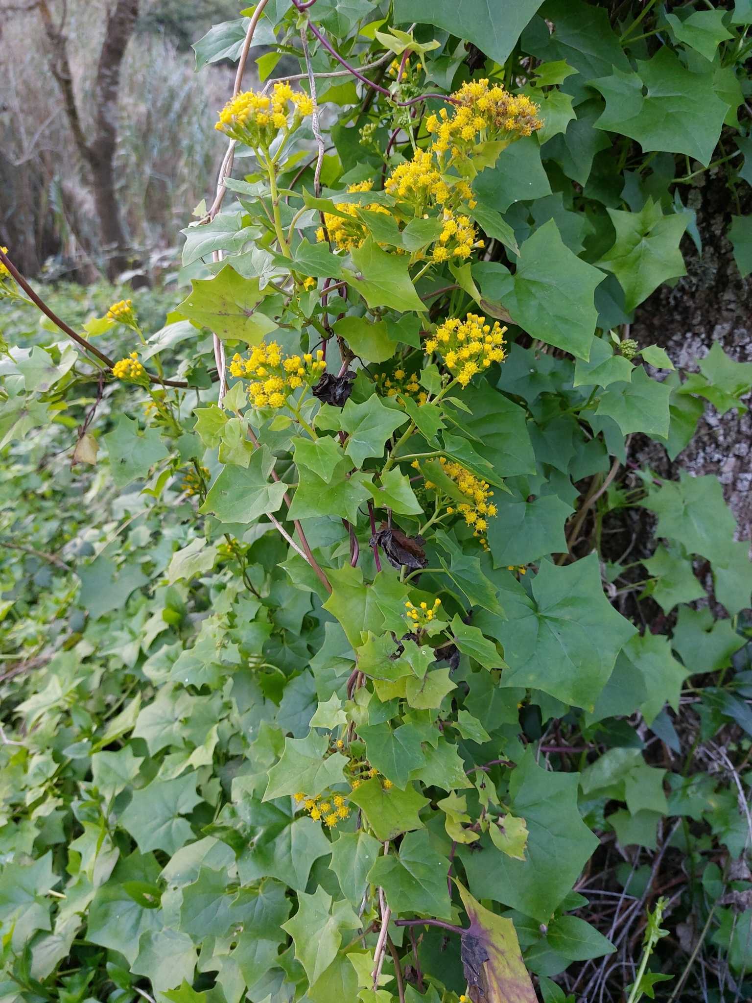 Delairea odorata