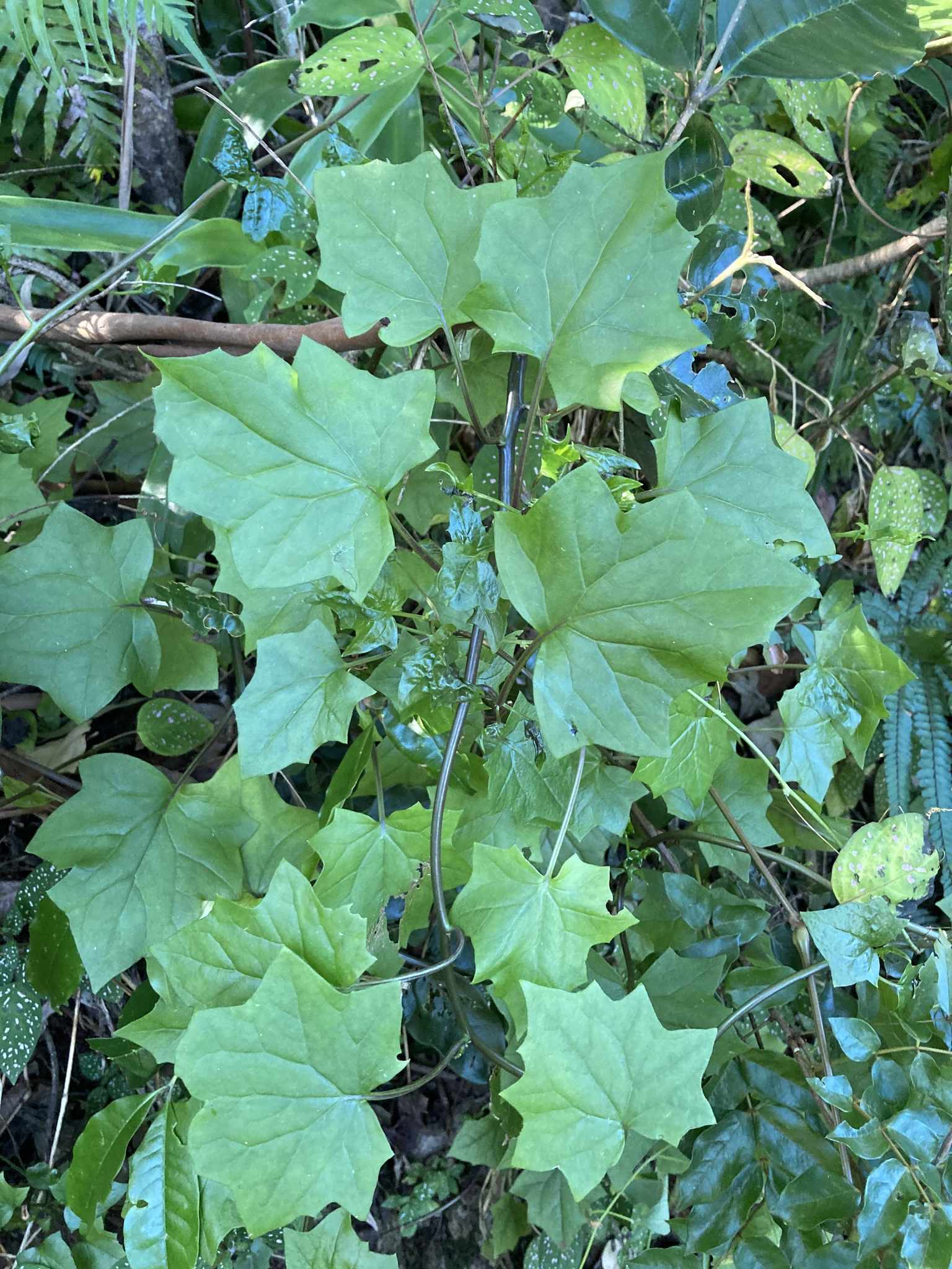 Delairea odorata