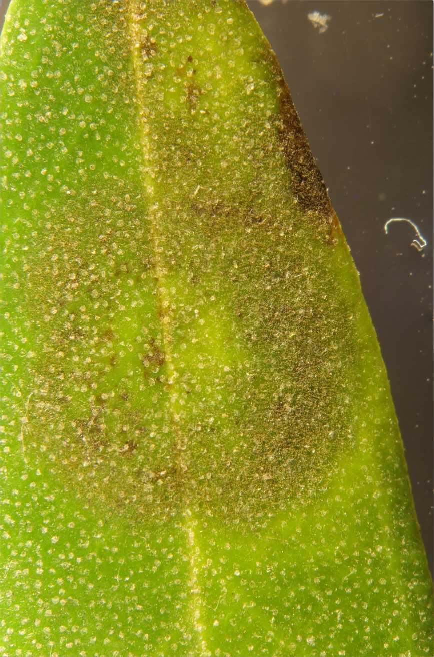 Venturia oleaginea