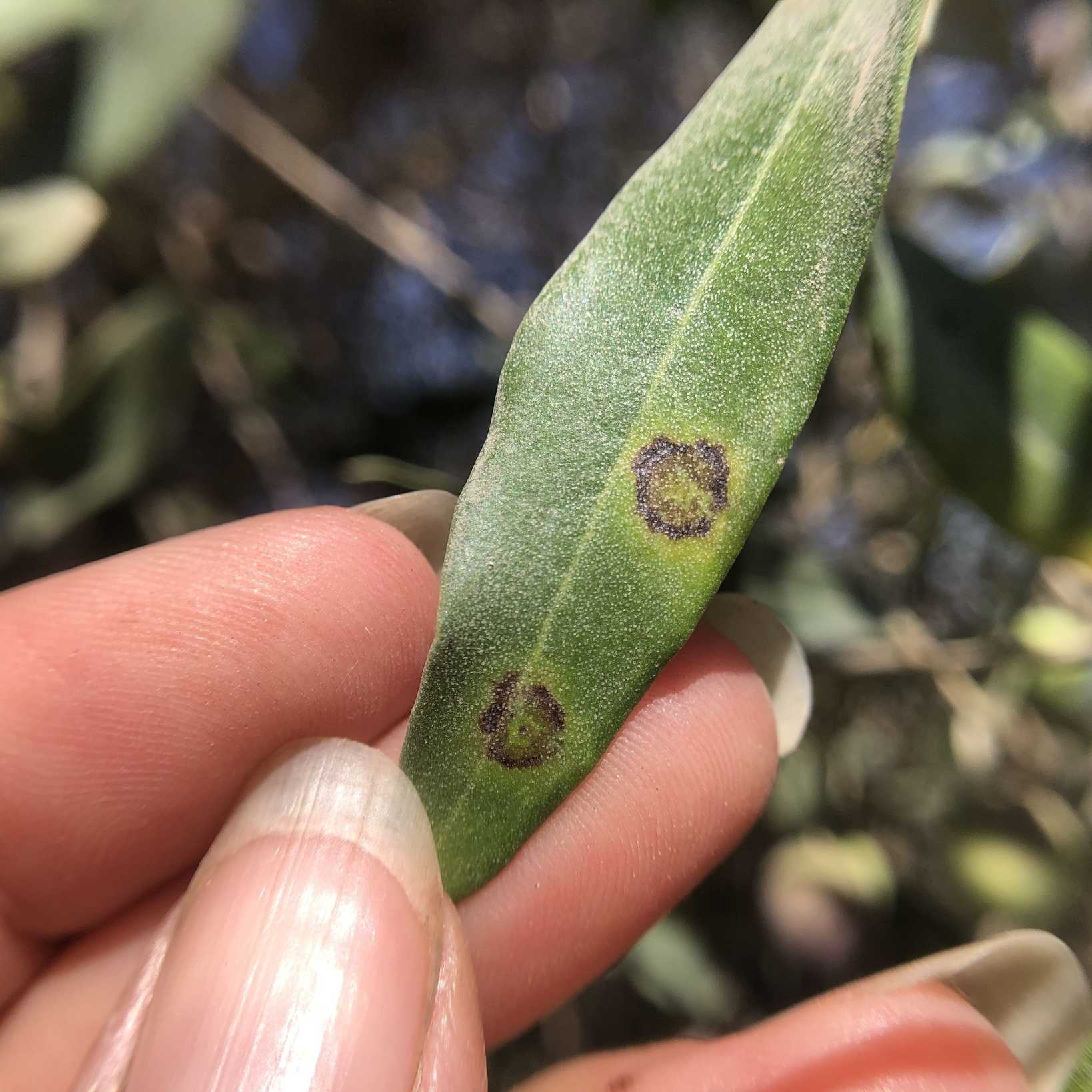 Venturia oleaginea