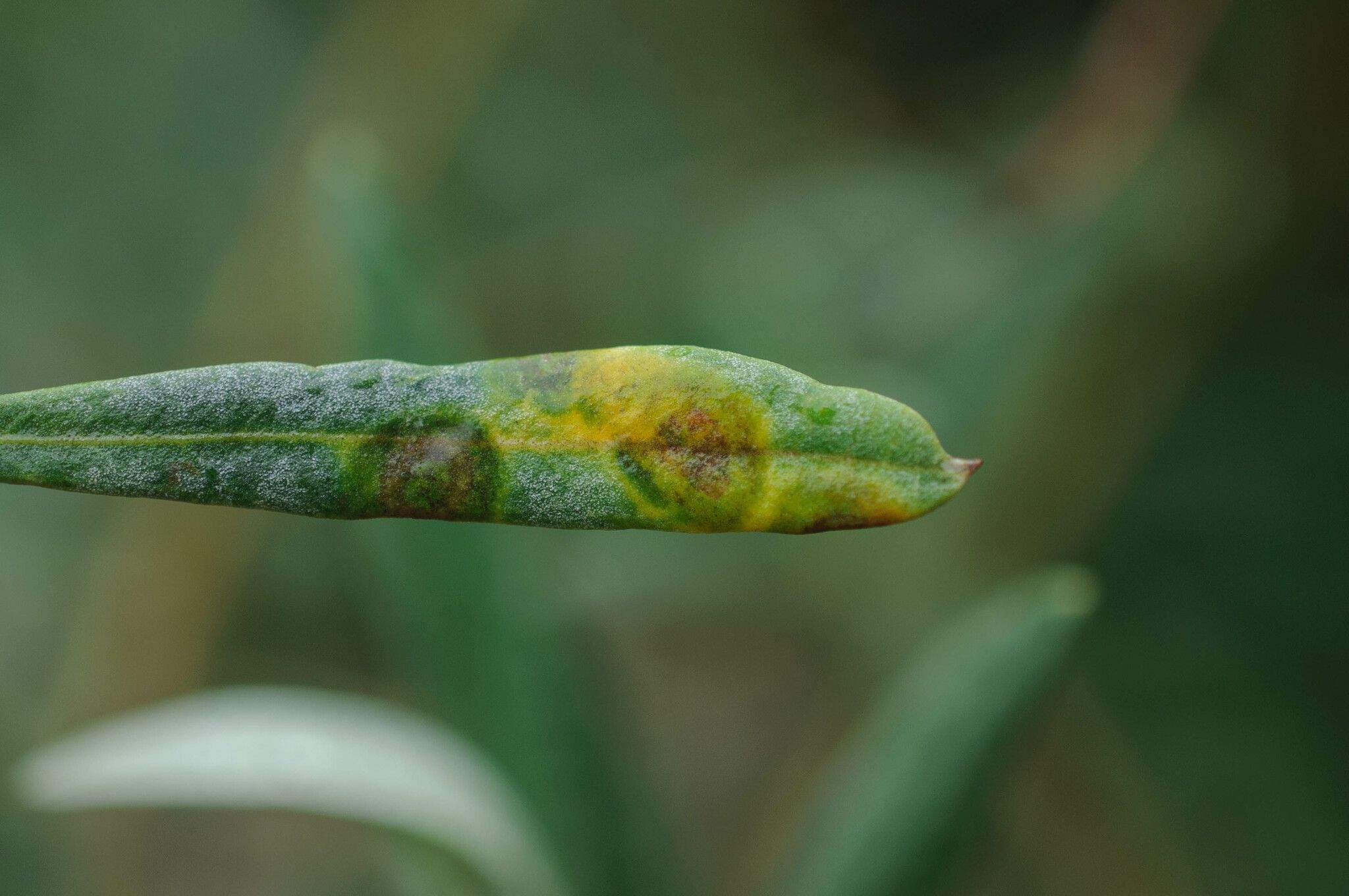Venturia oleaginea