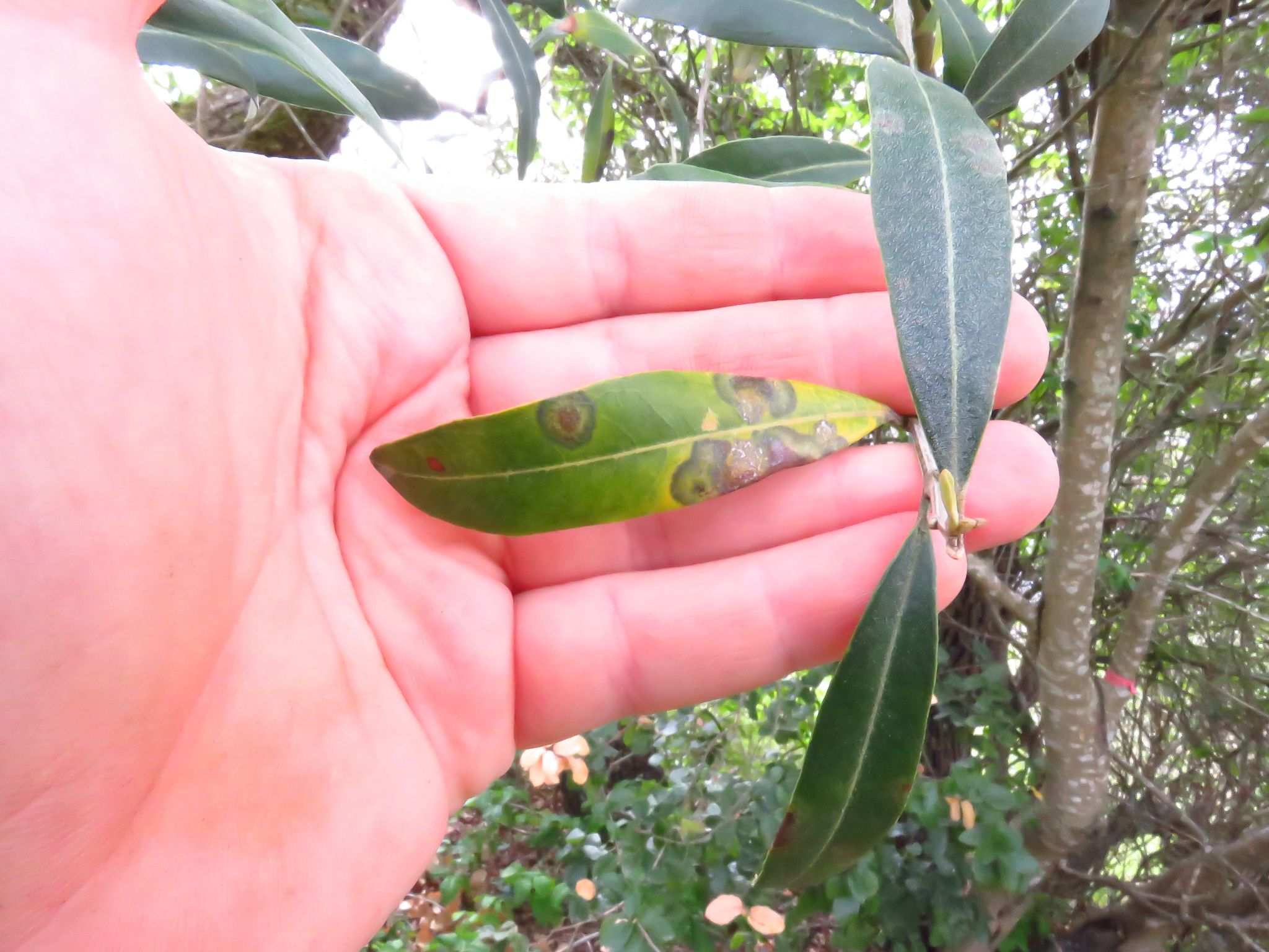 Venturia oleaginea