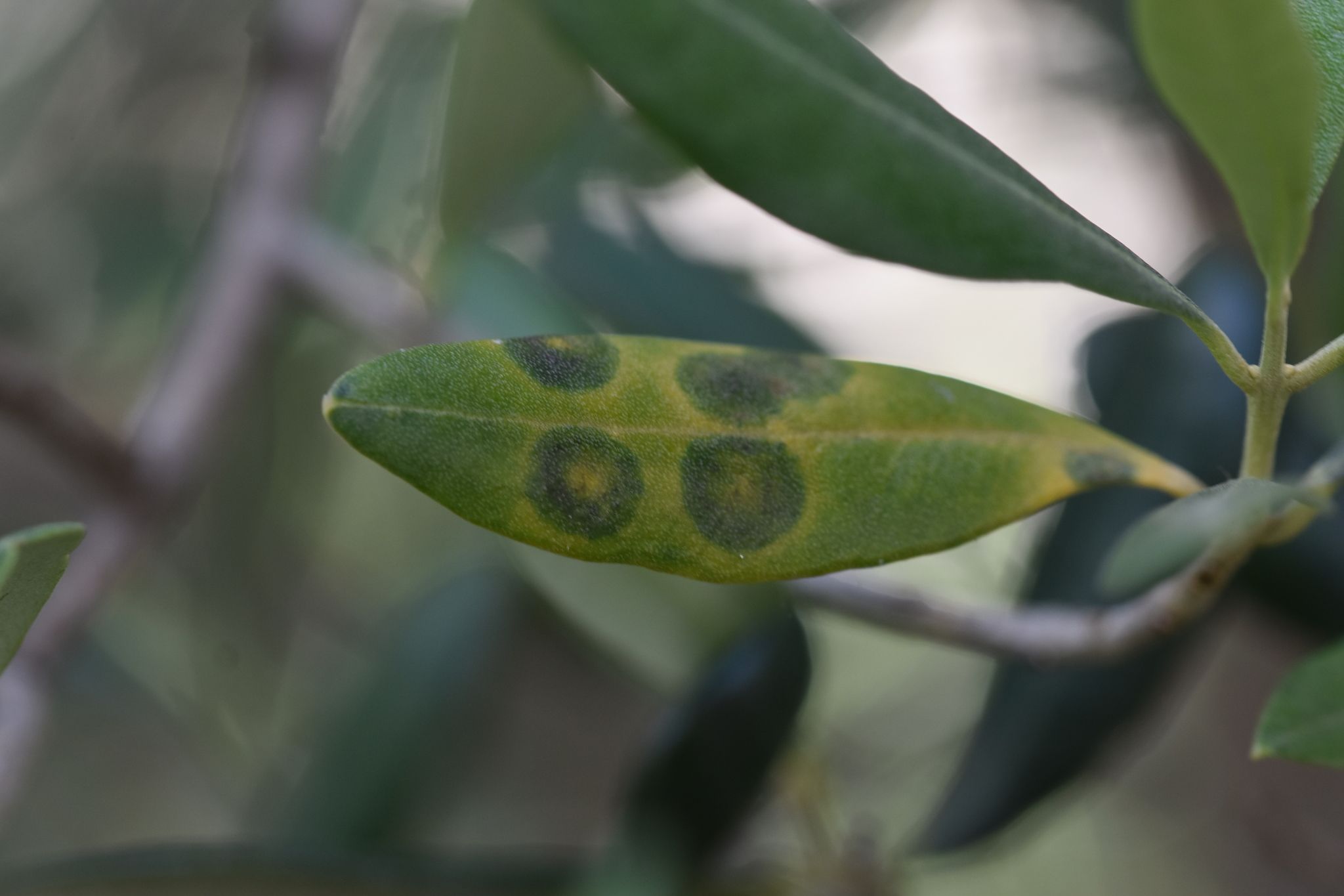 Venturia oleaginea