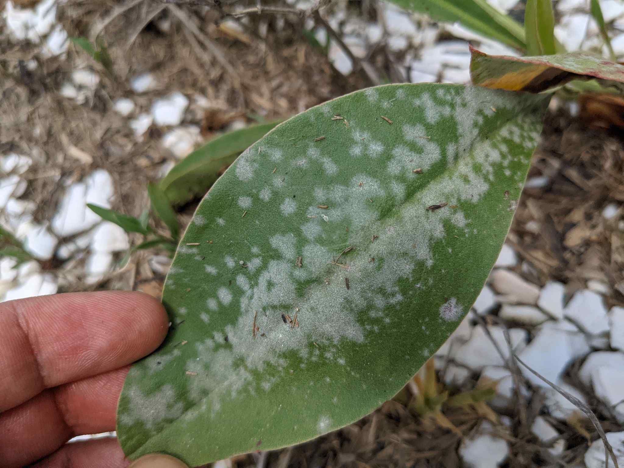 Erysiphe limonii