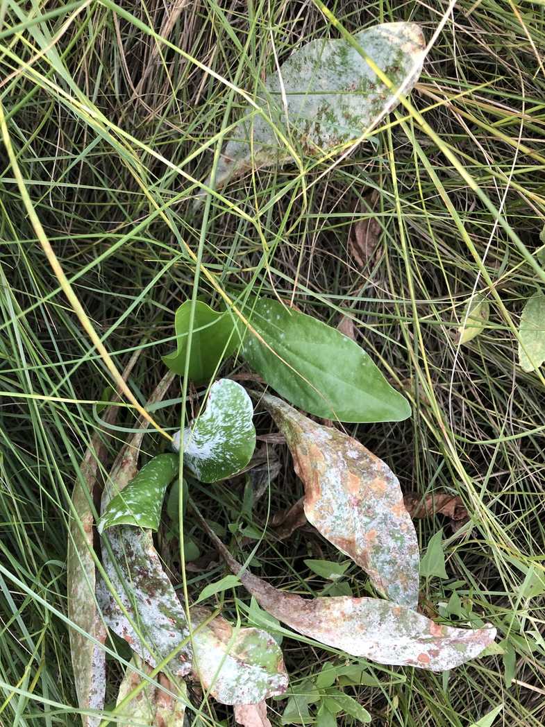 Erysiphe limonii