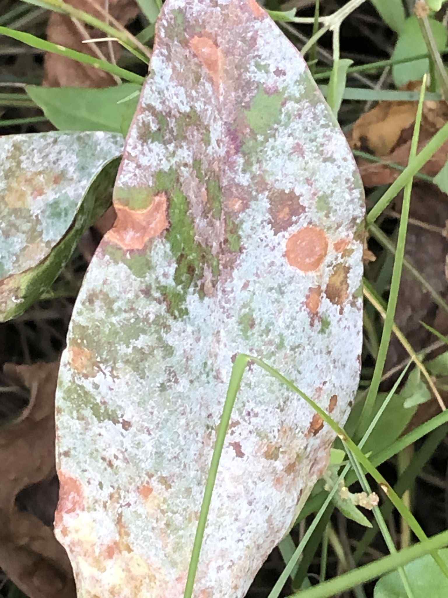 Erysiphe limonii