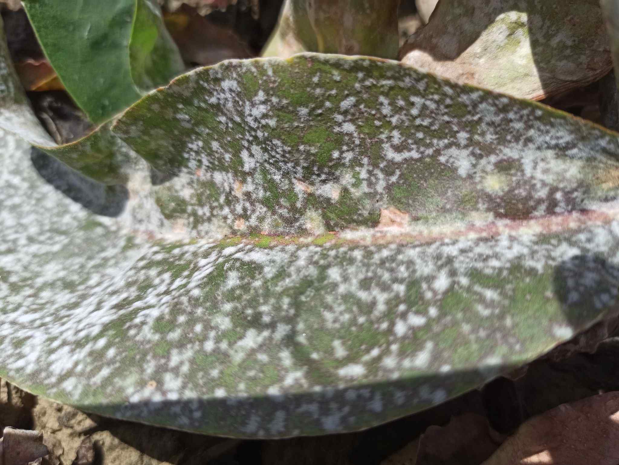 Erysiphe limonii