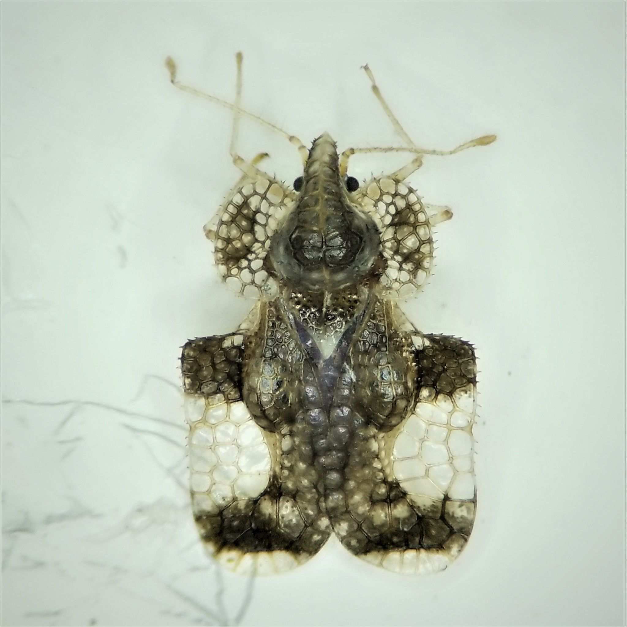 Corythucha cydoniae