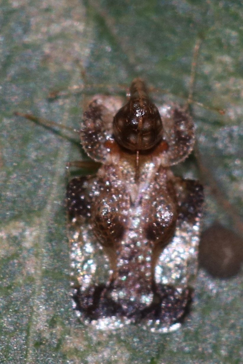 Corythucha cydoniae