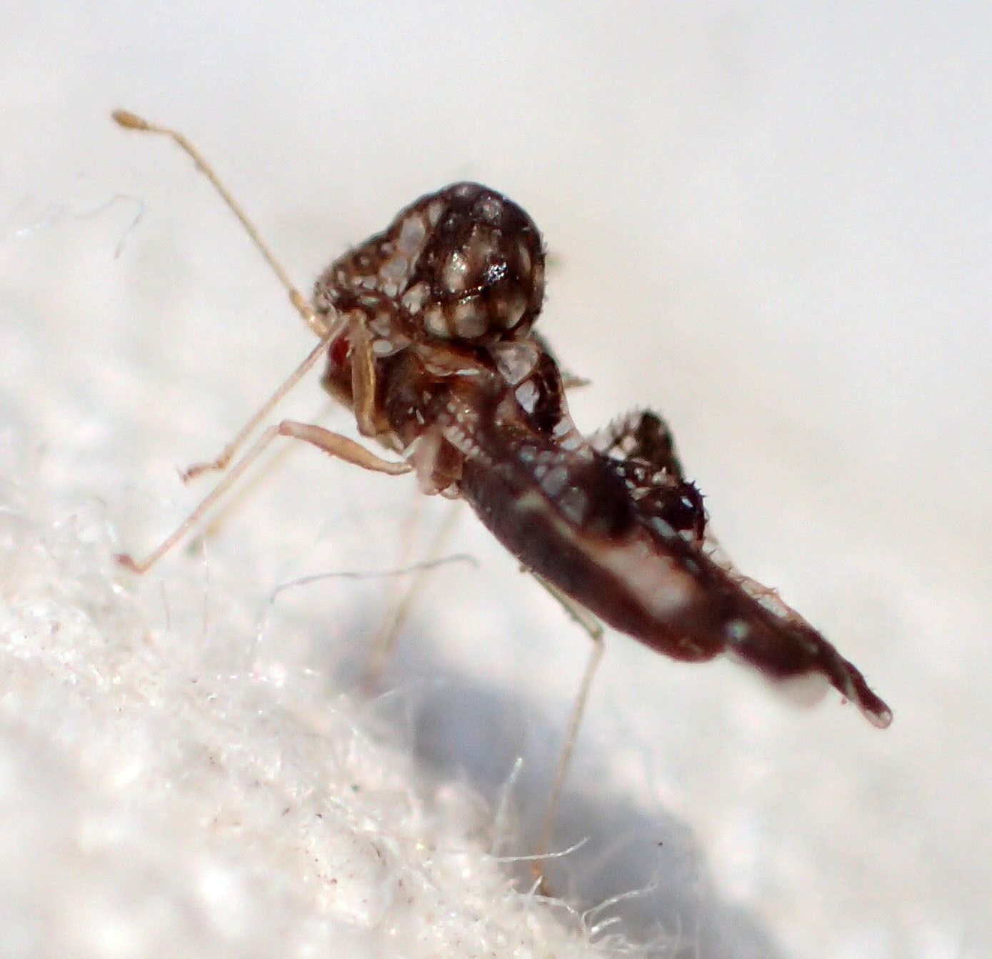 Corythucha cydoniae