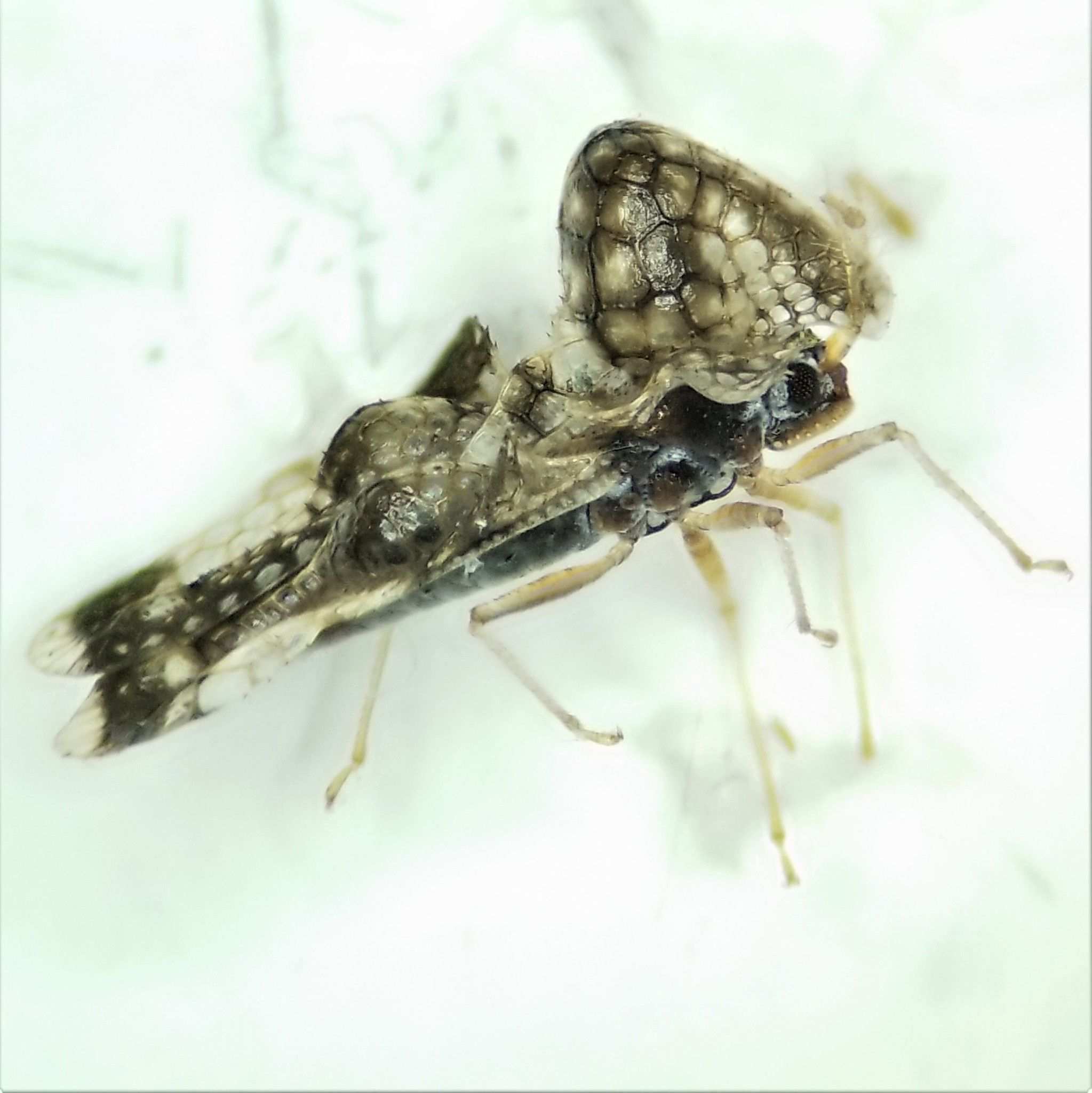 Corythucha cydoniae