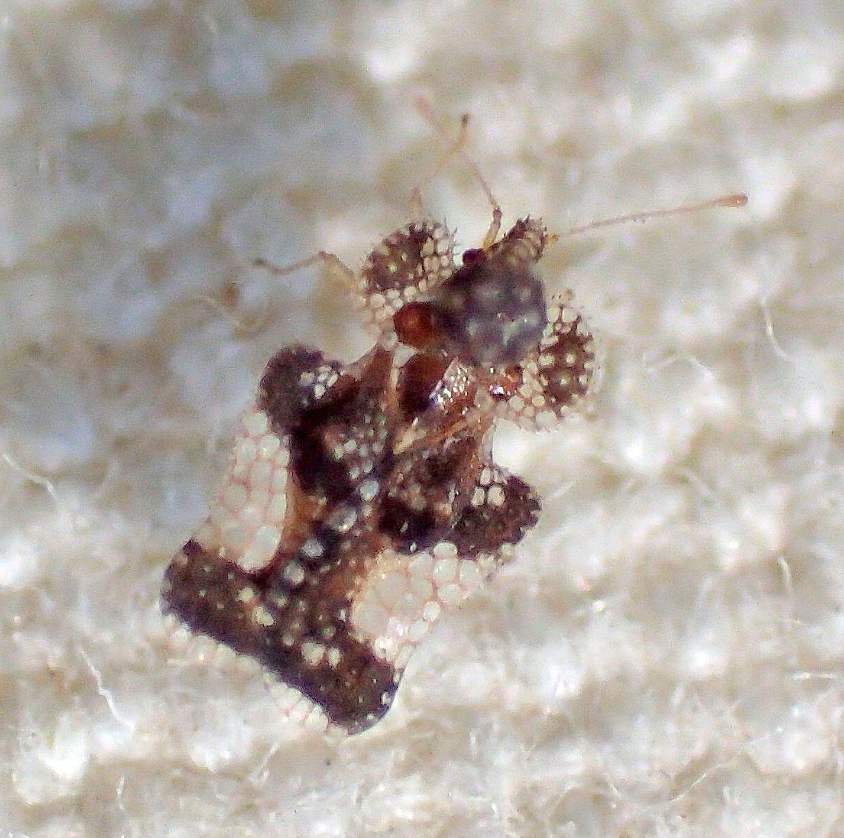 Corythucha cydoniae