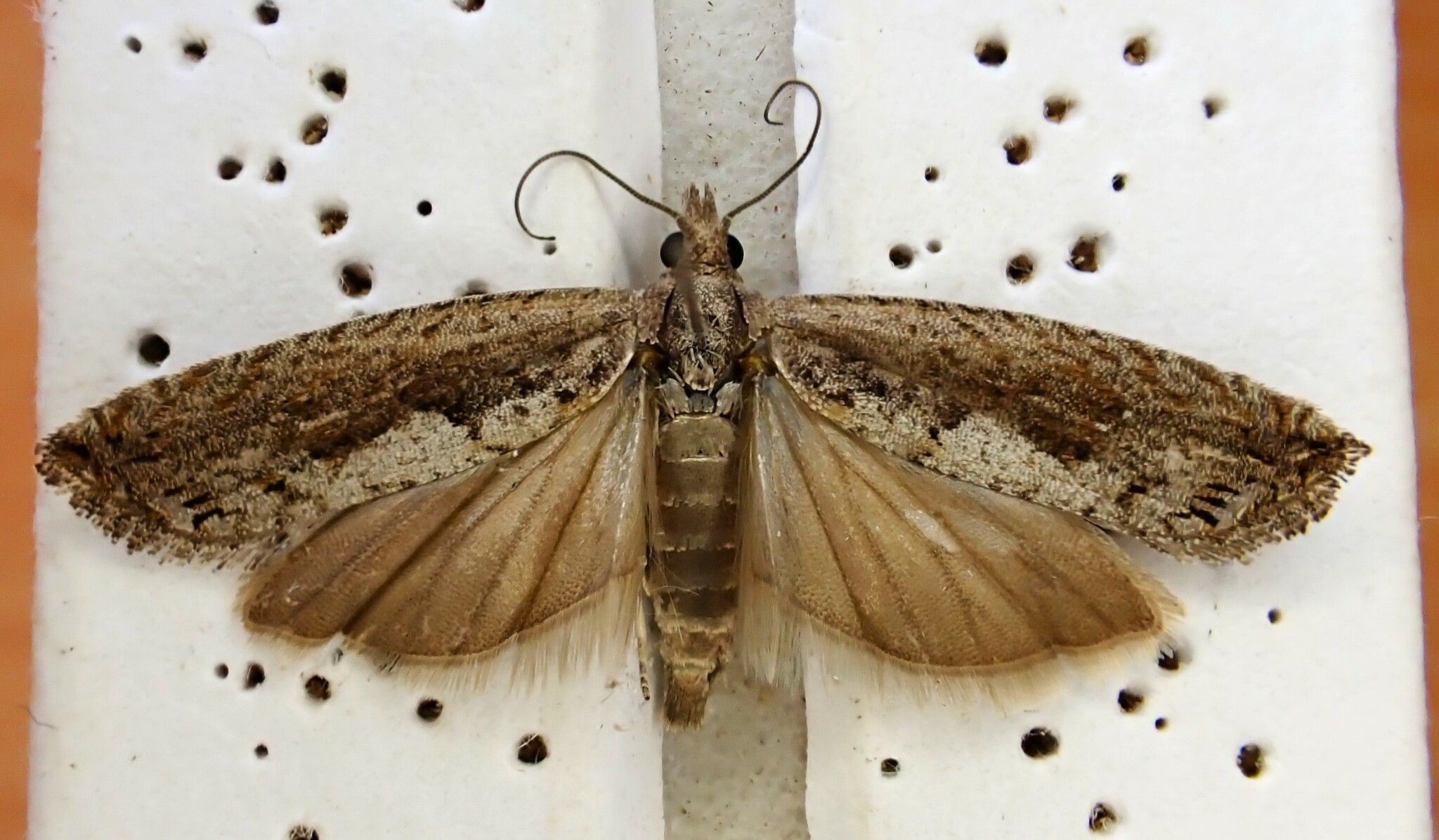 Strepsicrates macropetana