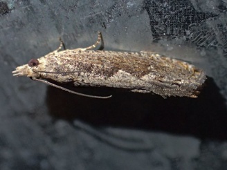 Strepsicrates macropetana