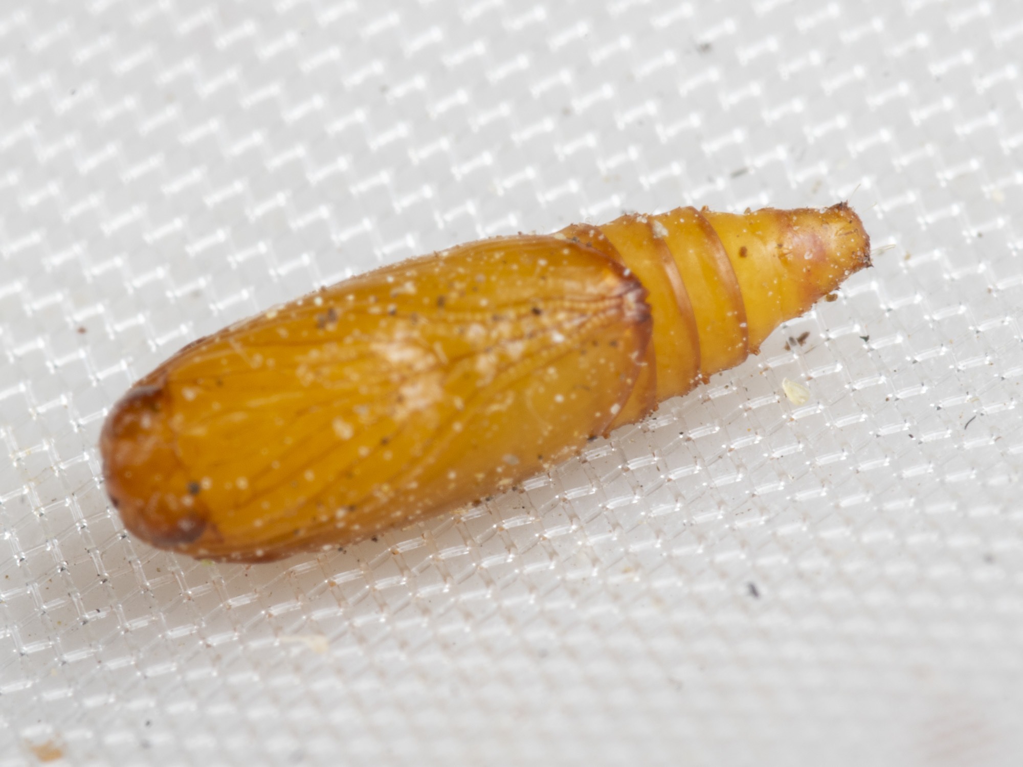 Strepsicrates macropetana