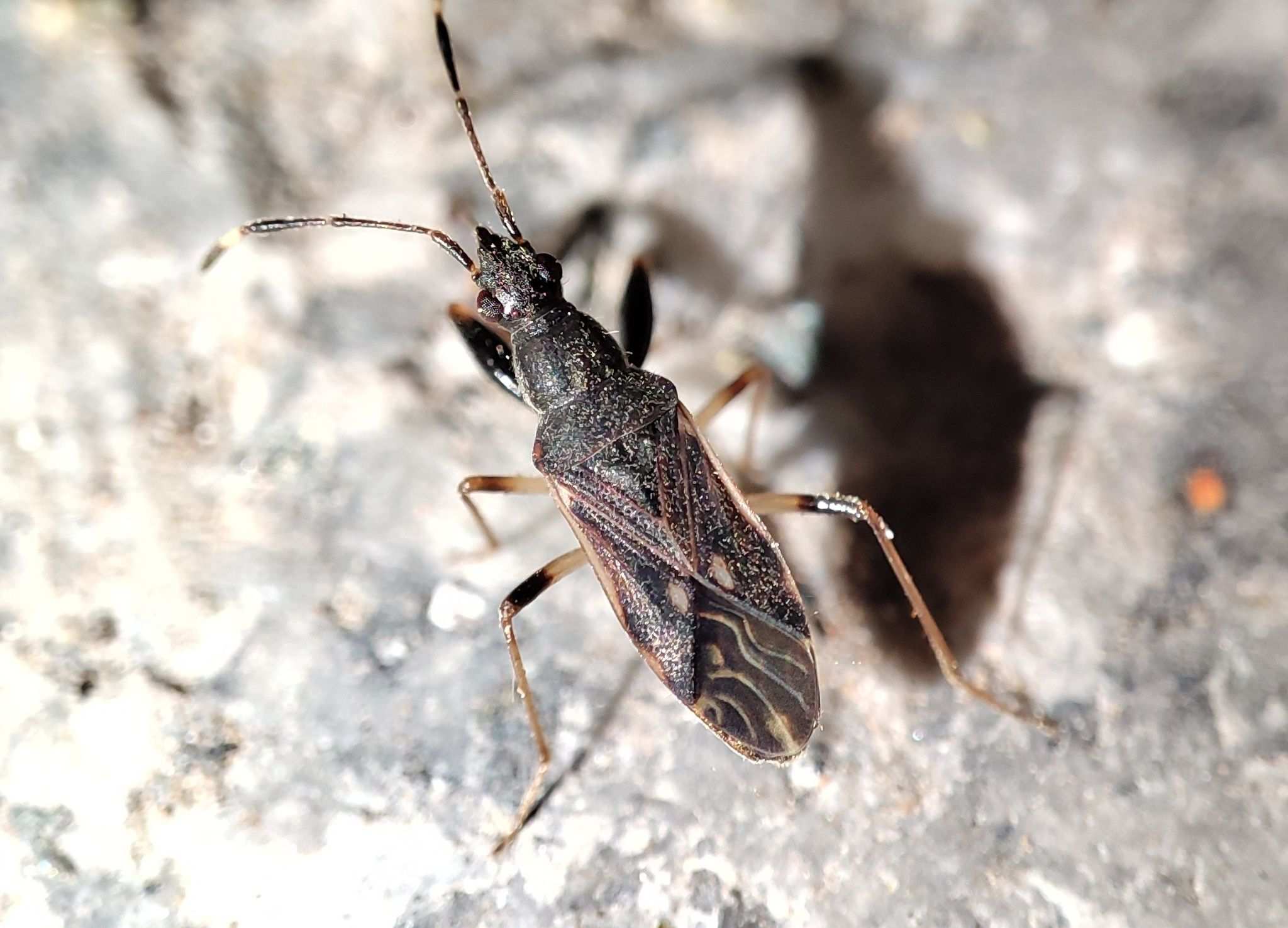 Horridipamera lateralis