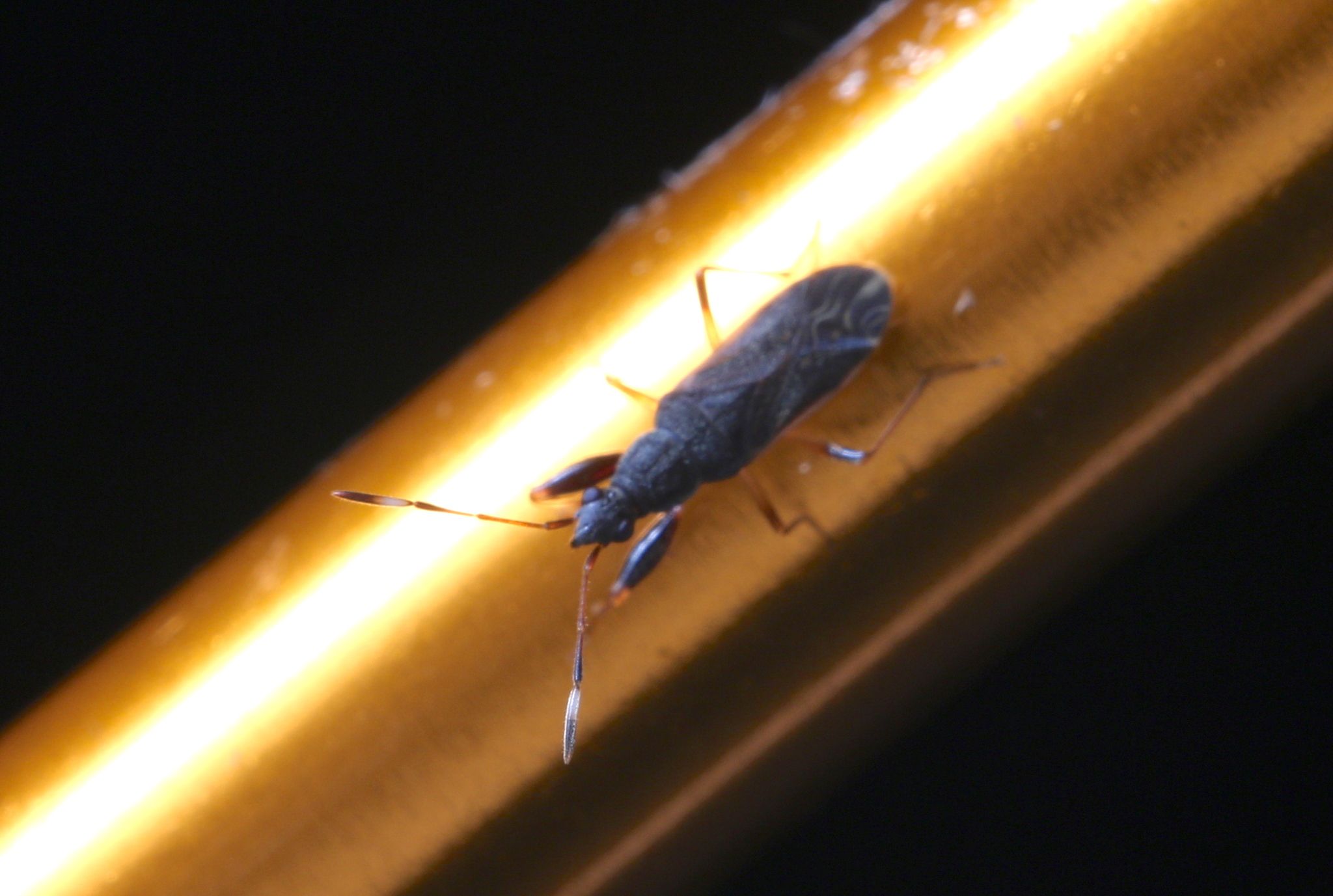 Horridipamera lateralis