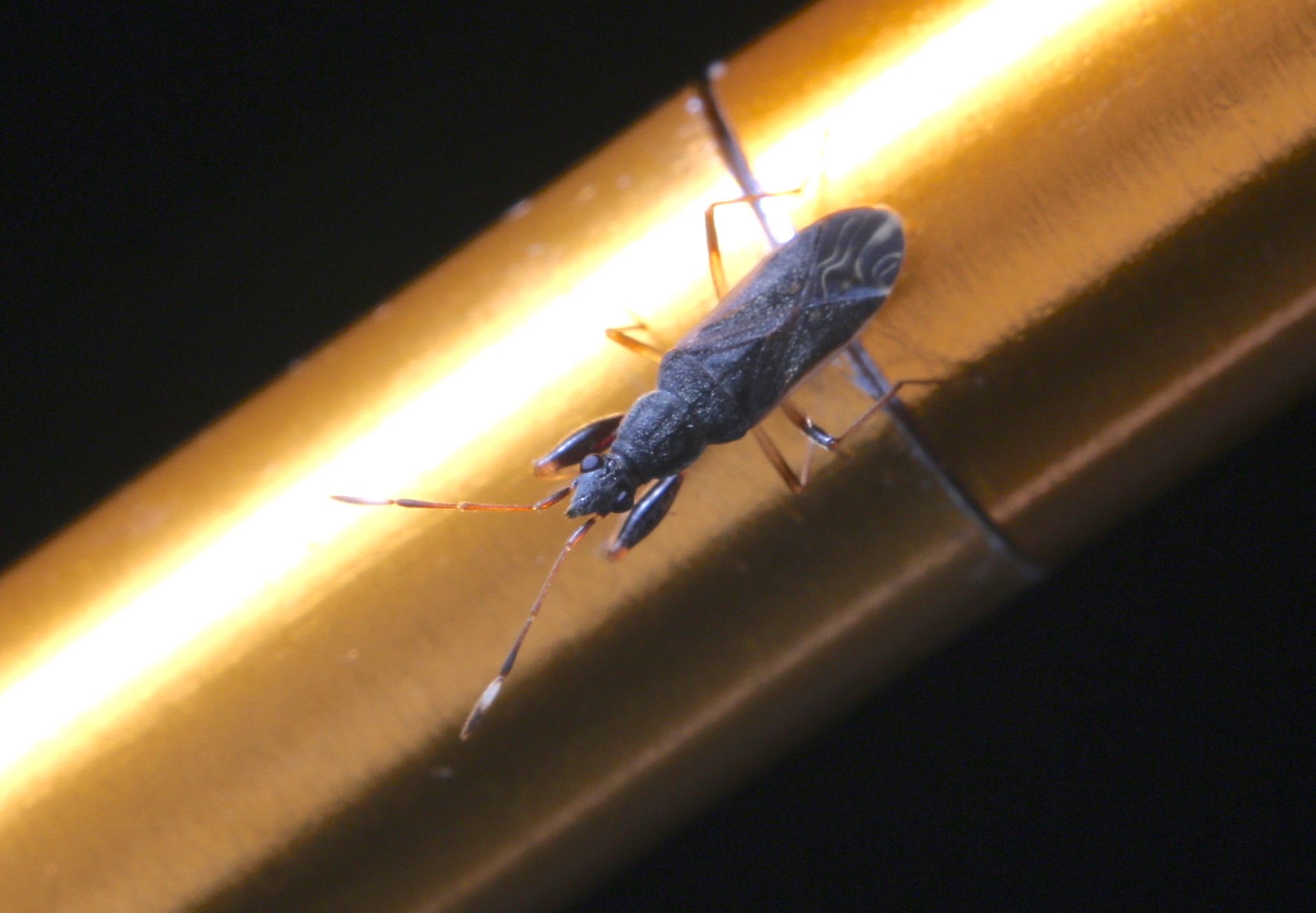 Horridipamera lateralis