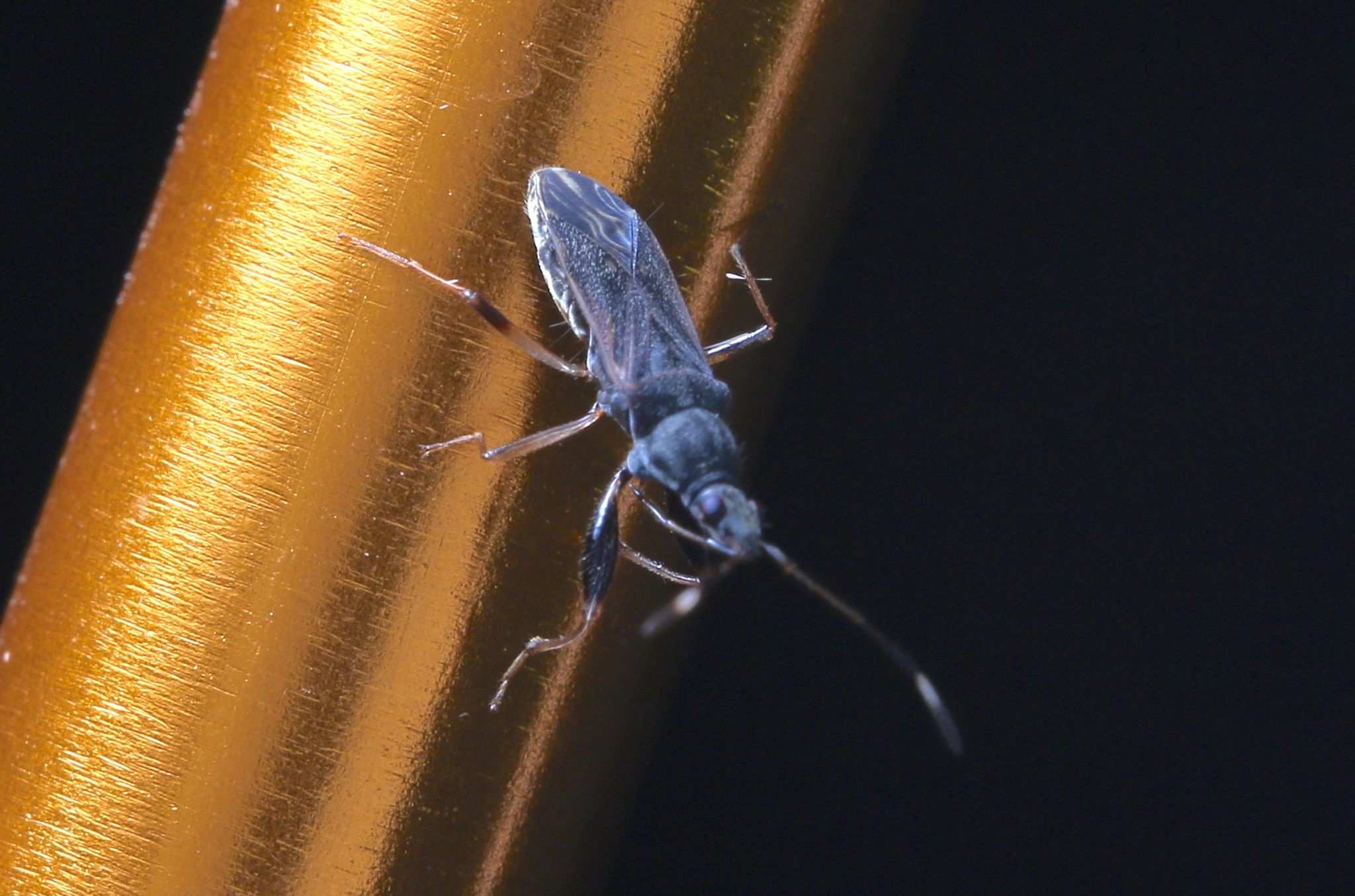 Horridipamera lateralis