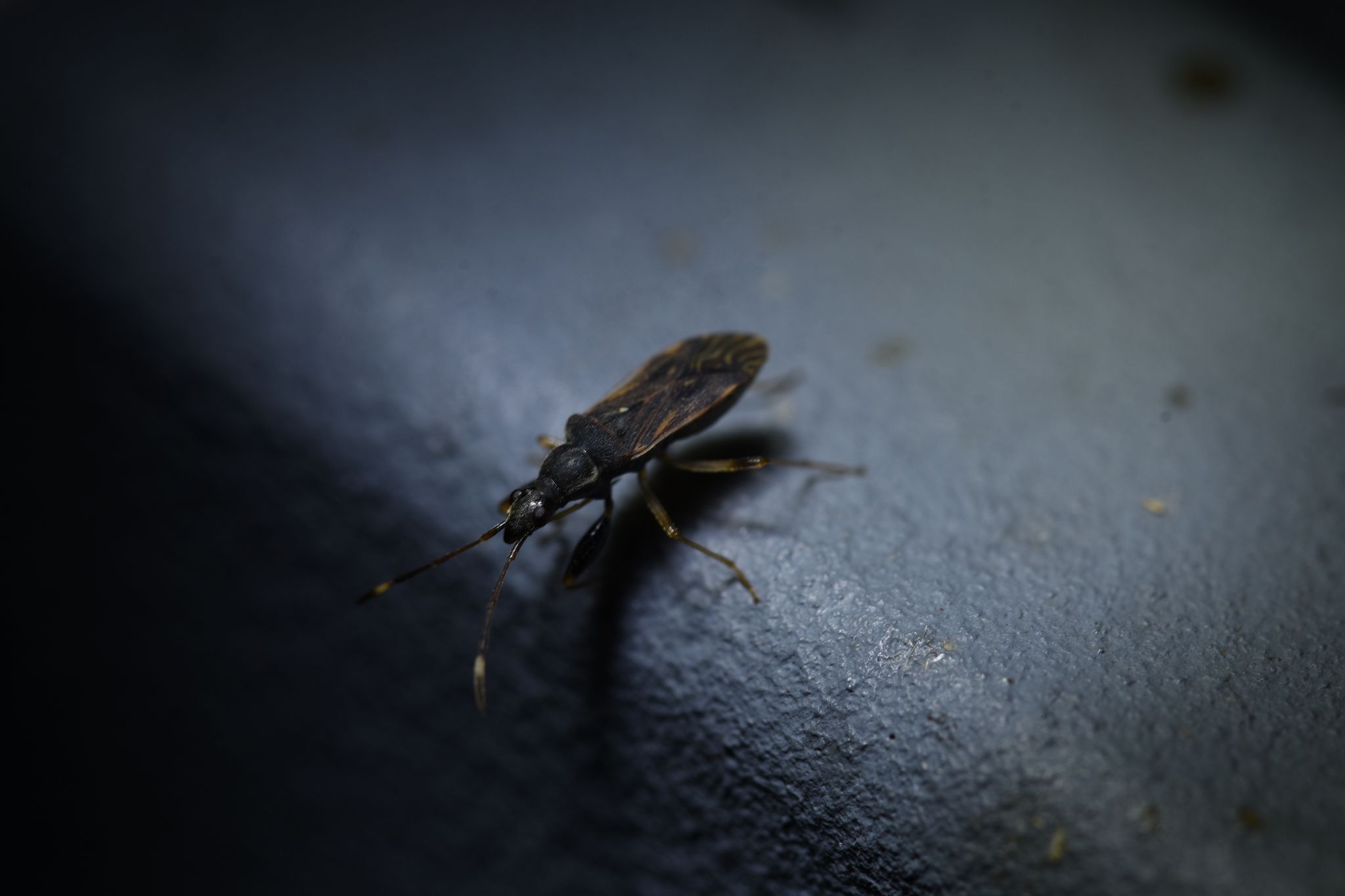Horridipamera lateralis