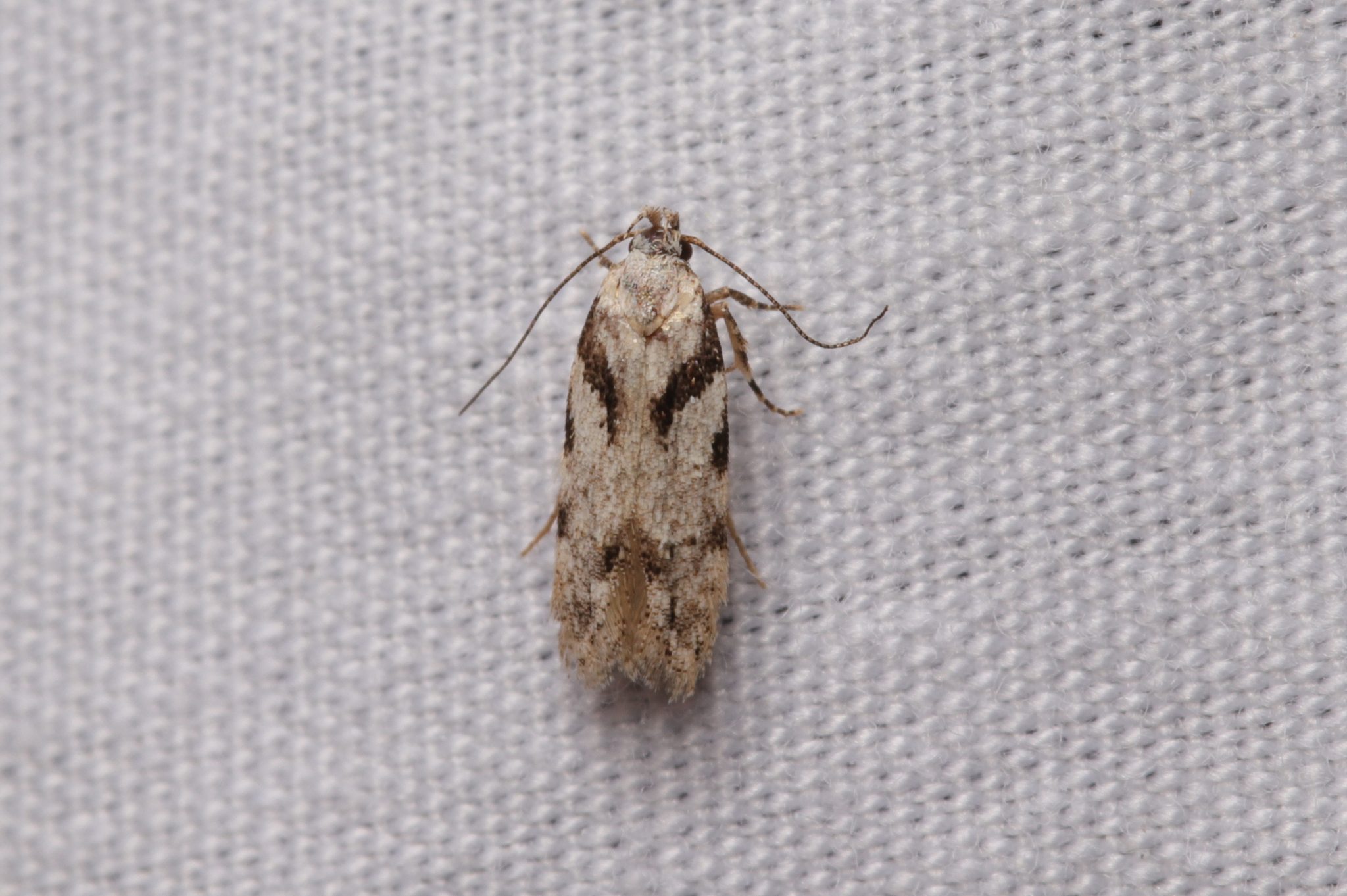Pseudotelphusa