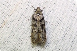 Pseudotelphusa