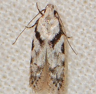Pseudotelphusa