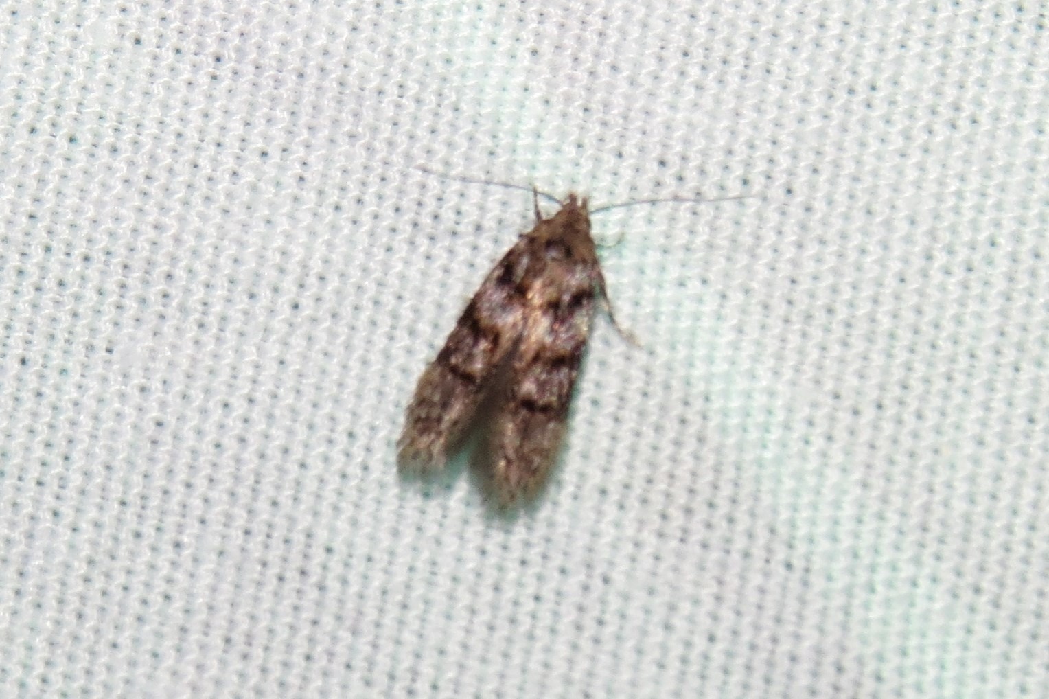Pseudotelphusa