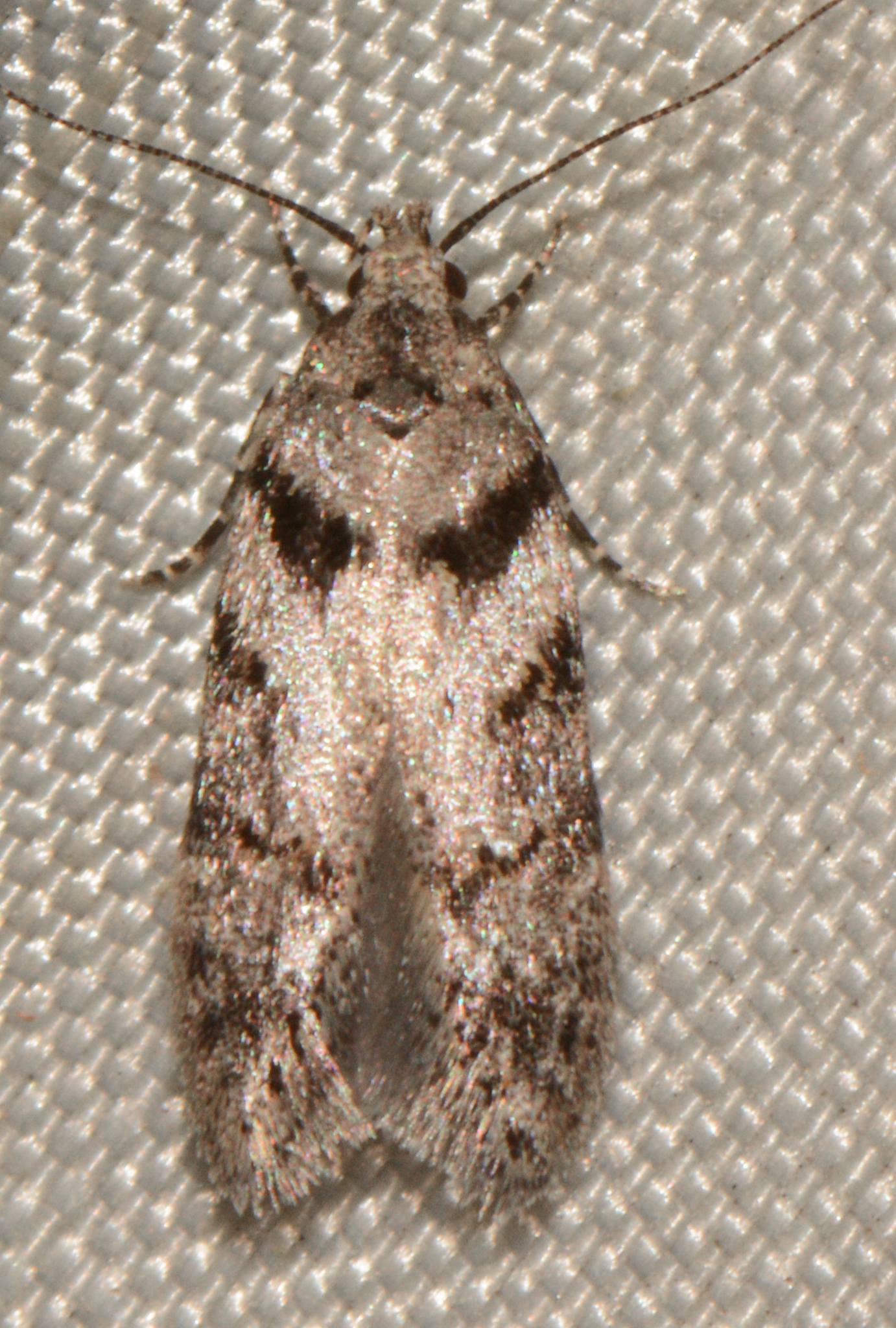 Pseudotelphusa