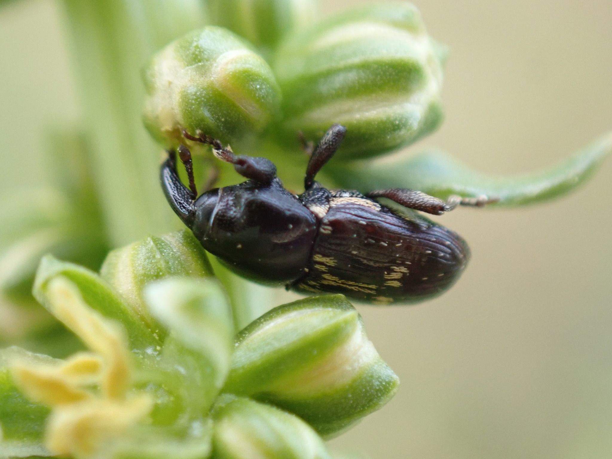 Maurobaris spoliata