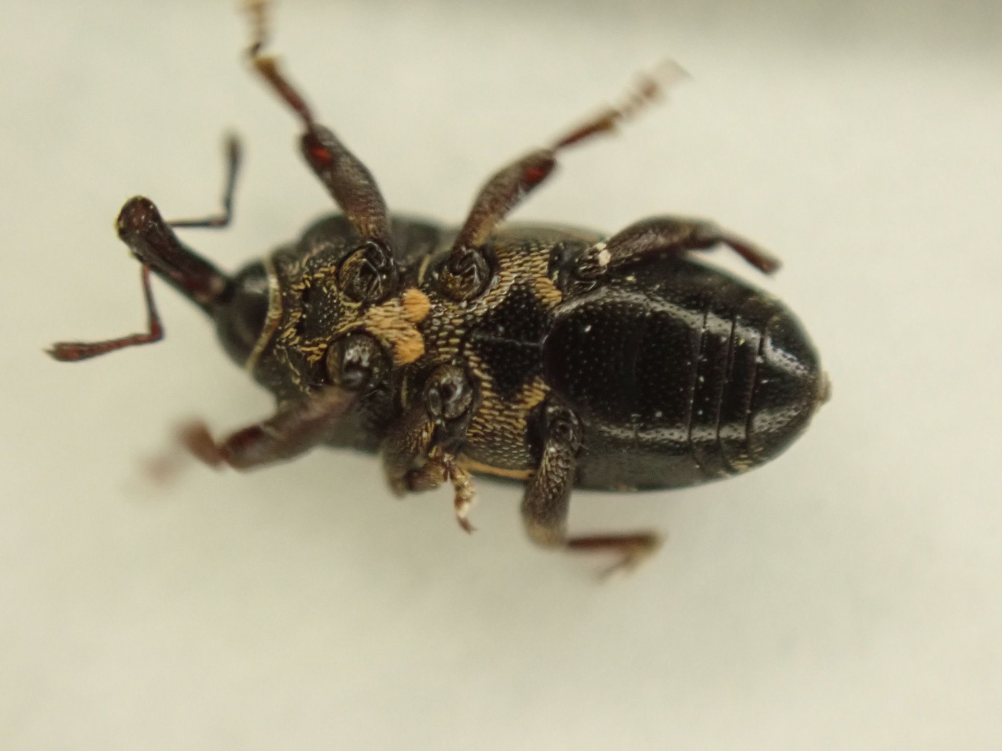 Maurobaris spoliata