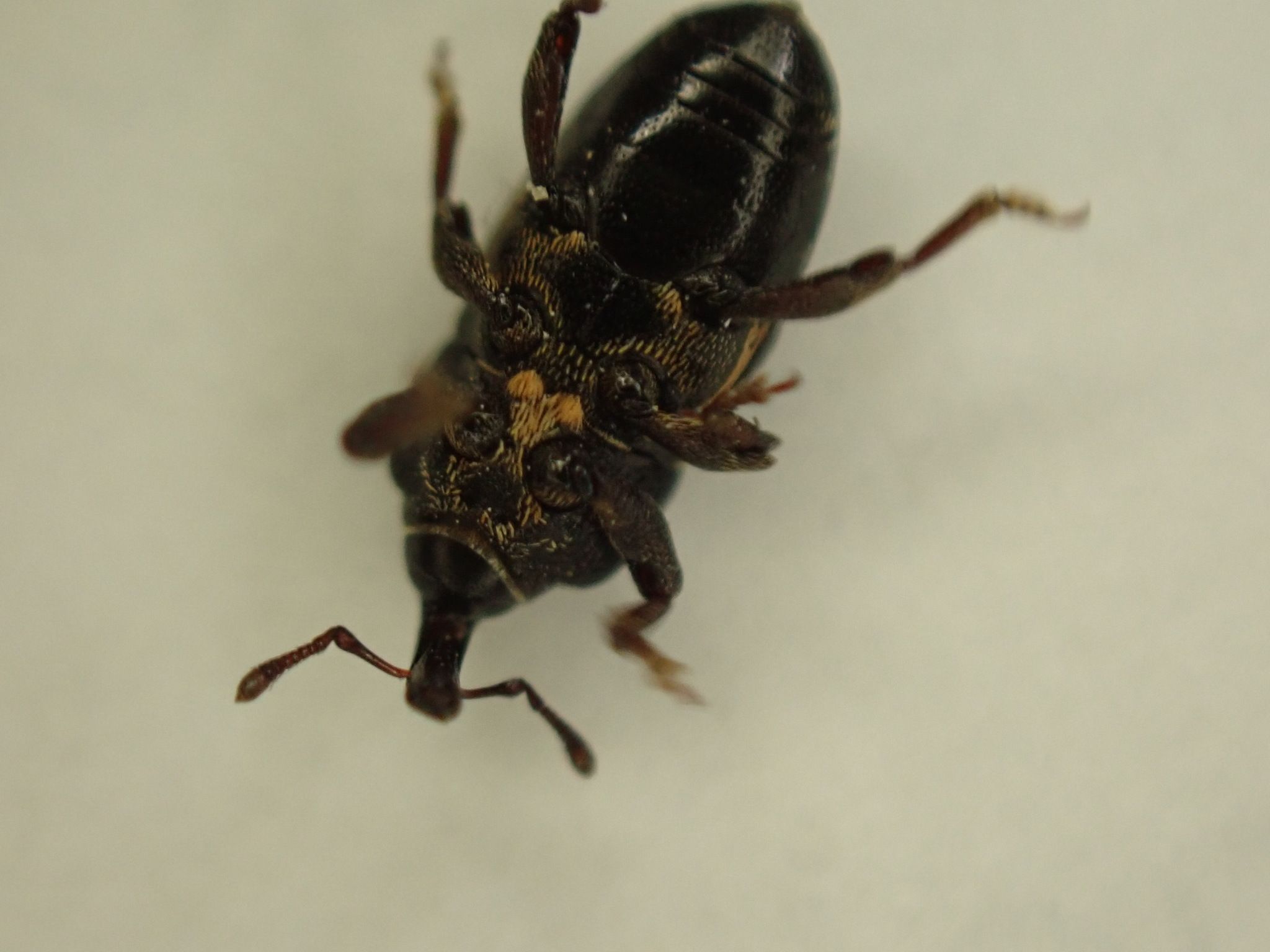 Maurobaris spoliata