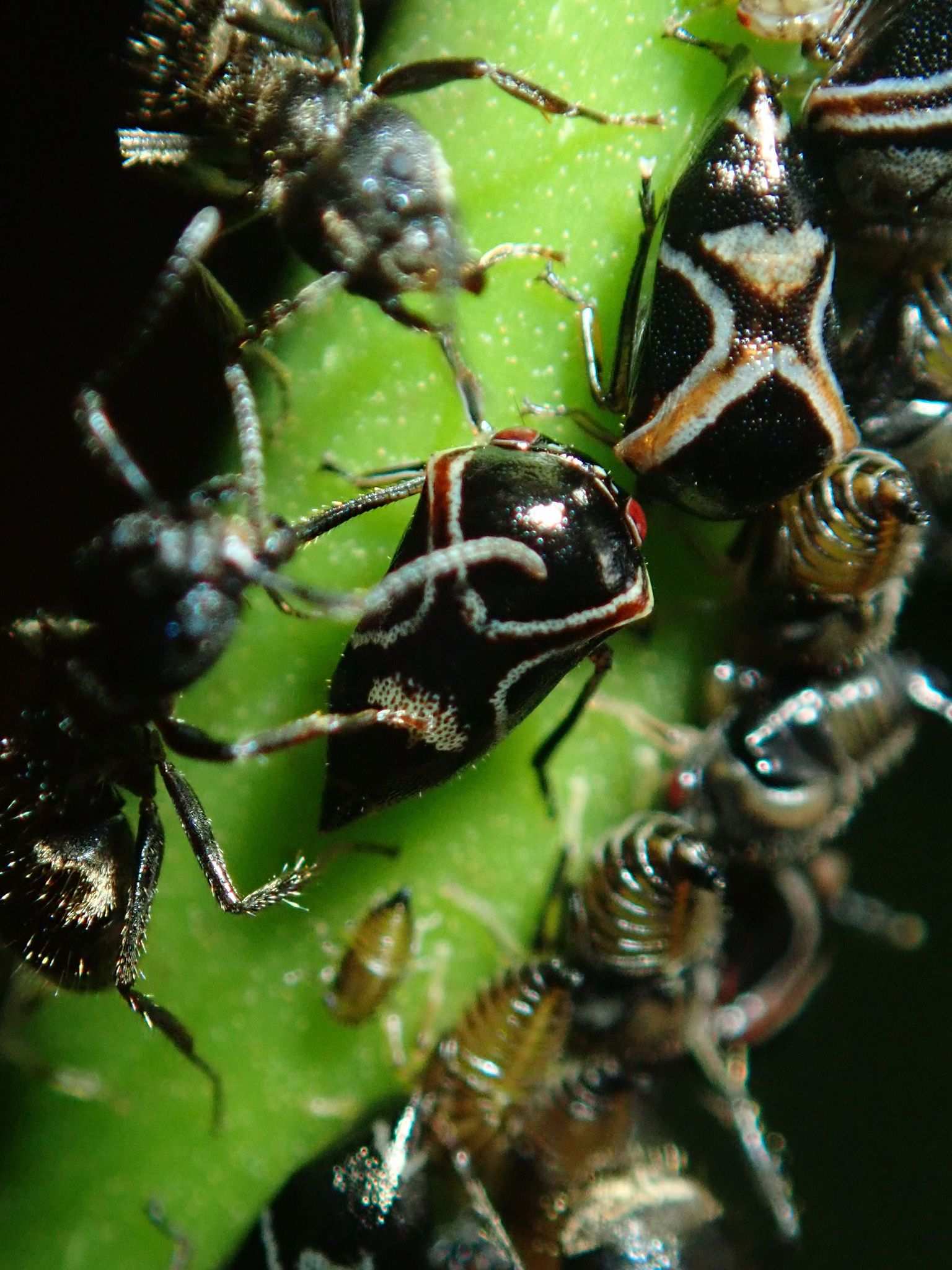 Horiola picta