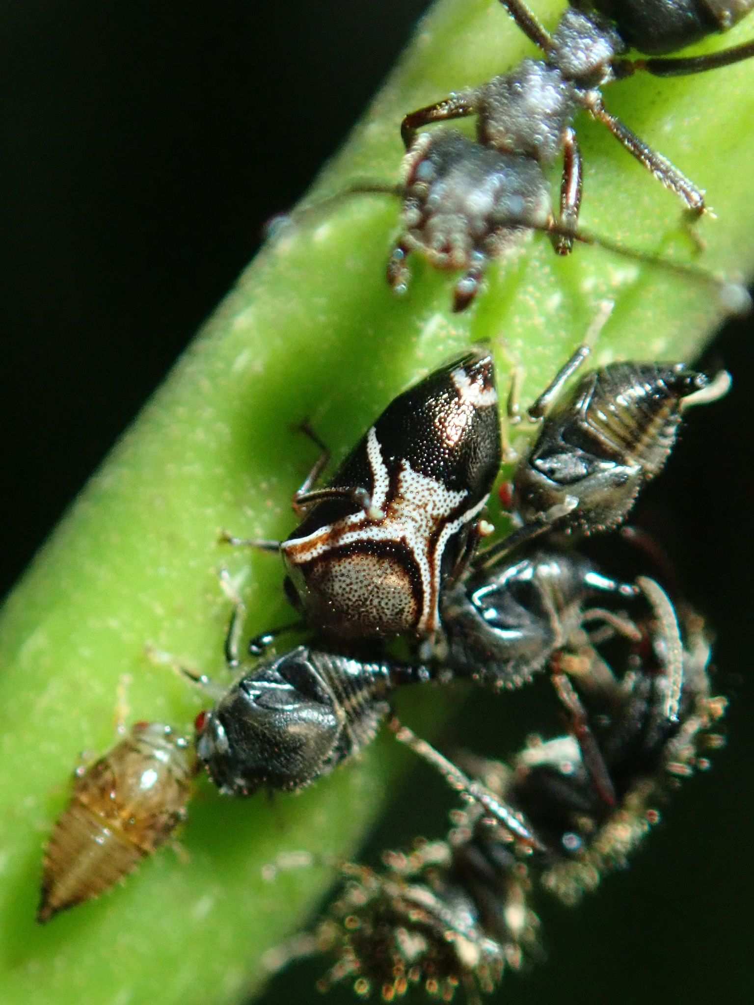 Horiola picta