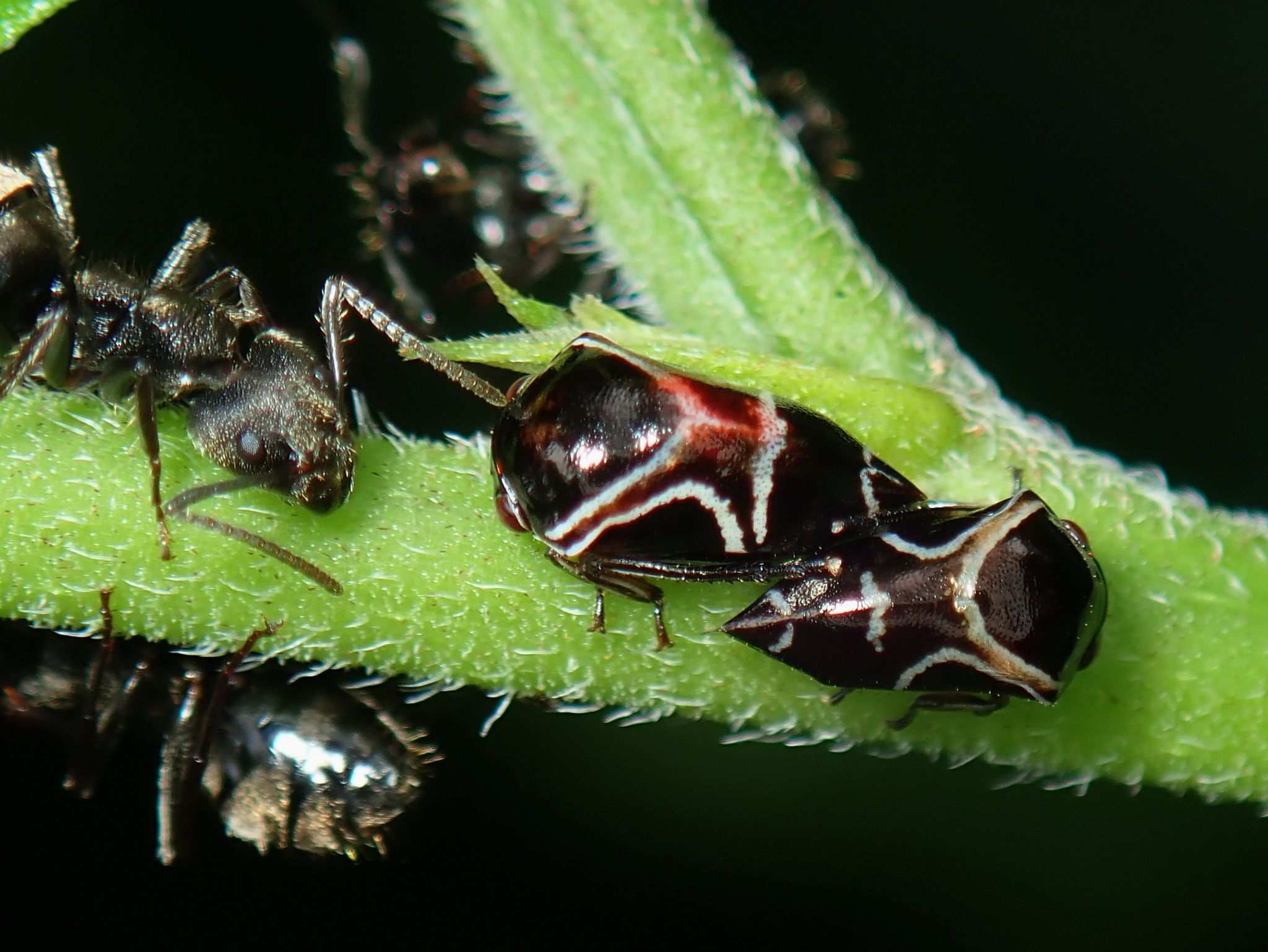 Horiola picta