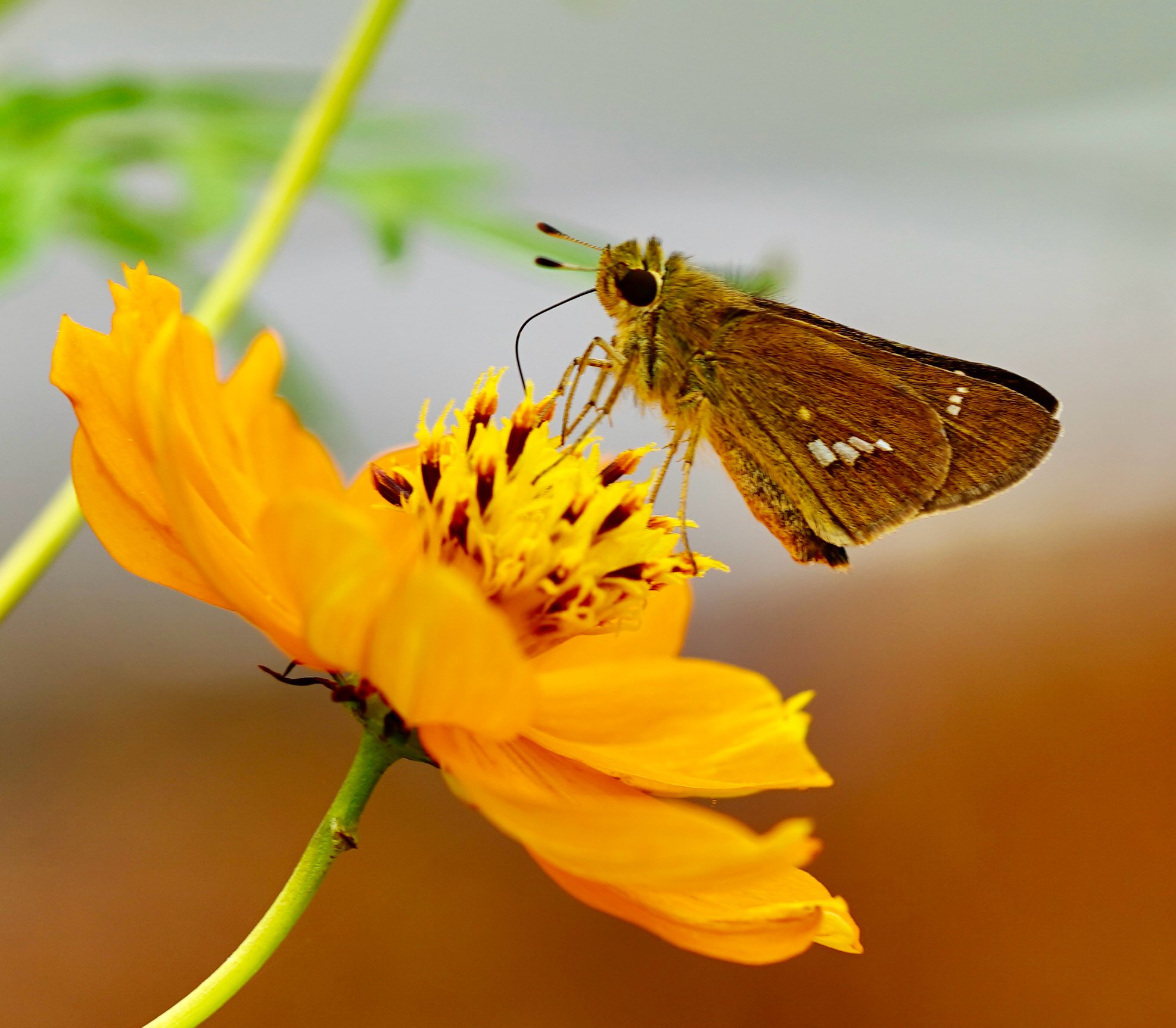 Parnara guttata