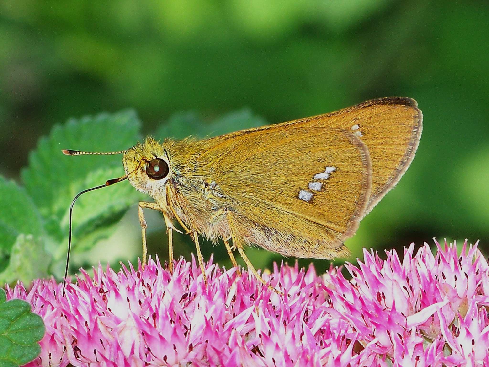 Parnara guttata