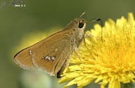 Parnara guttata
